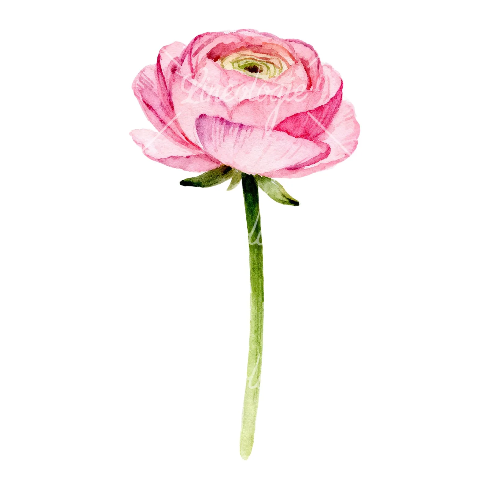 Watercolor pink ranunculus clipart 1 of 6 on a white background (JPG)