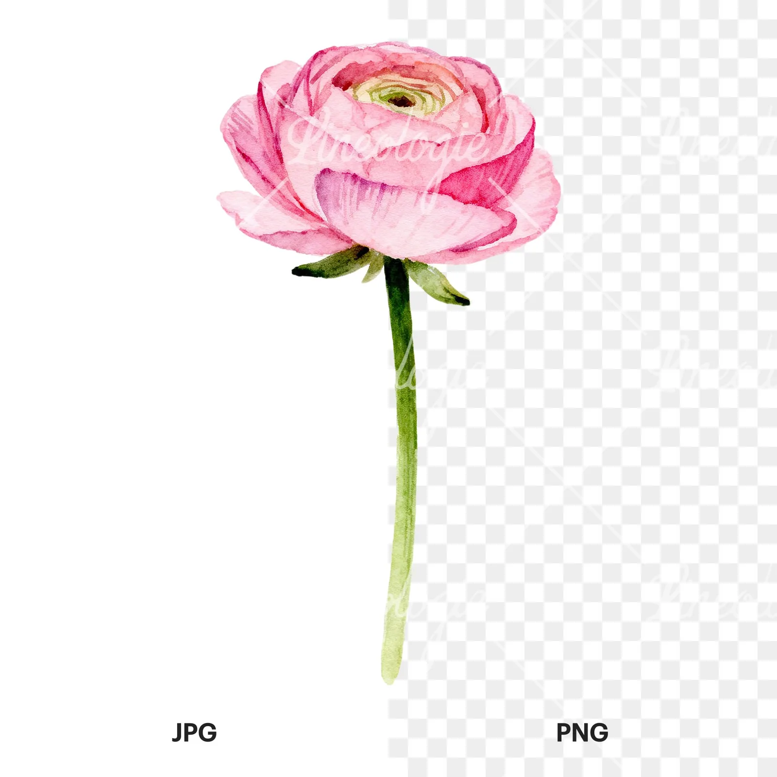 Watercolor pink ranunculus clipart 1 of 6, as a JPG on white and a transparent PNG
