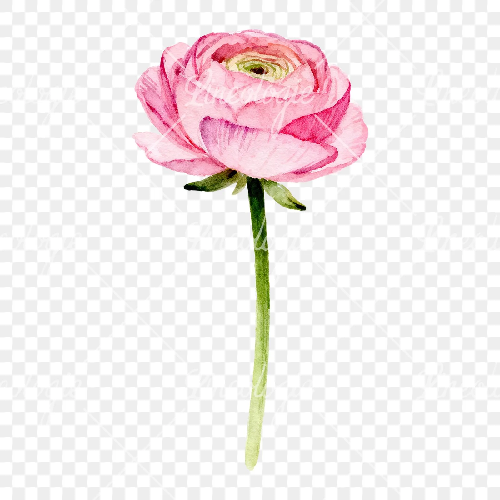 Watercolor pink ranunculus clipart 1 of 6 on a transparent background (PNG)
