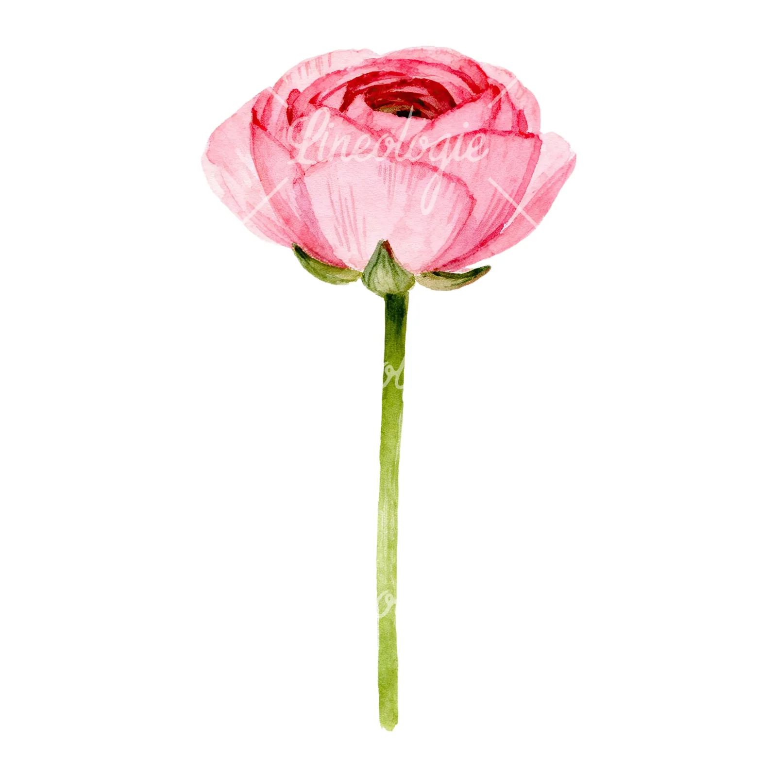 Watercolor pink ranunculus clipart 2 of 6 on a white background (JPG)