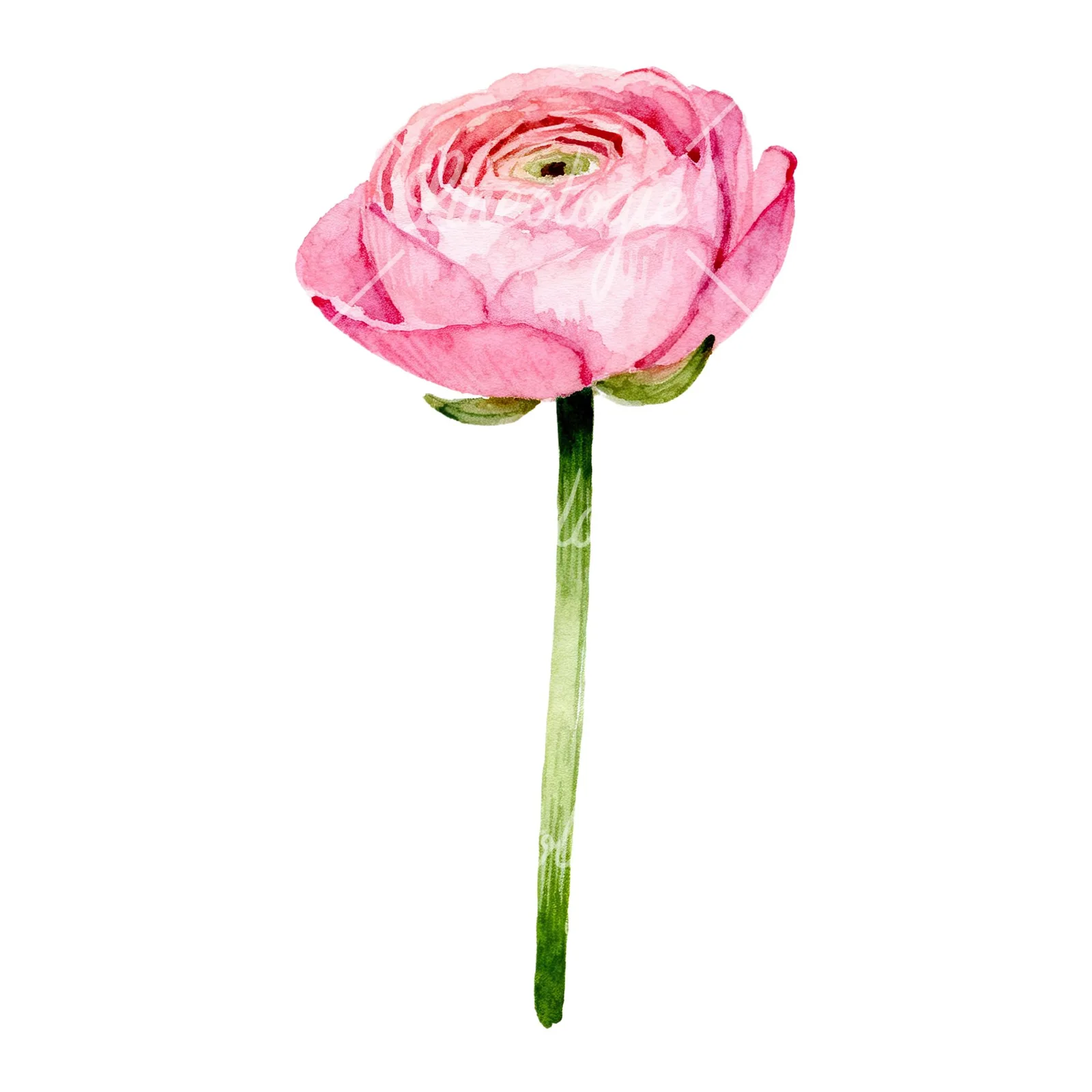 Watercolor pink ranunculus clipart 3 of 6 on a white background (JPG)