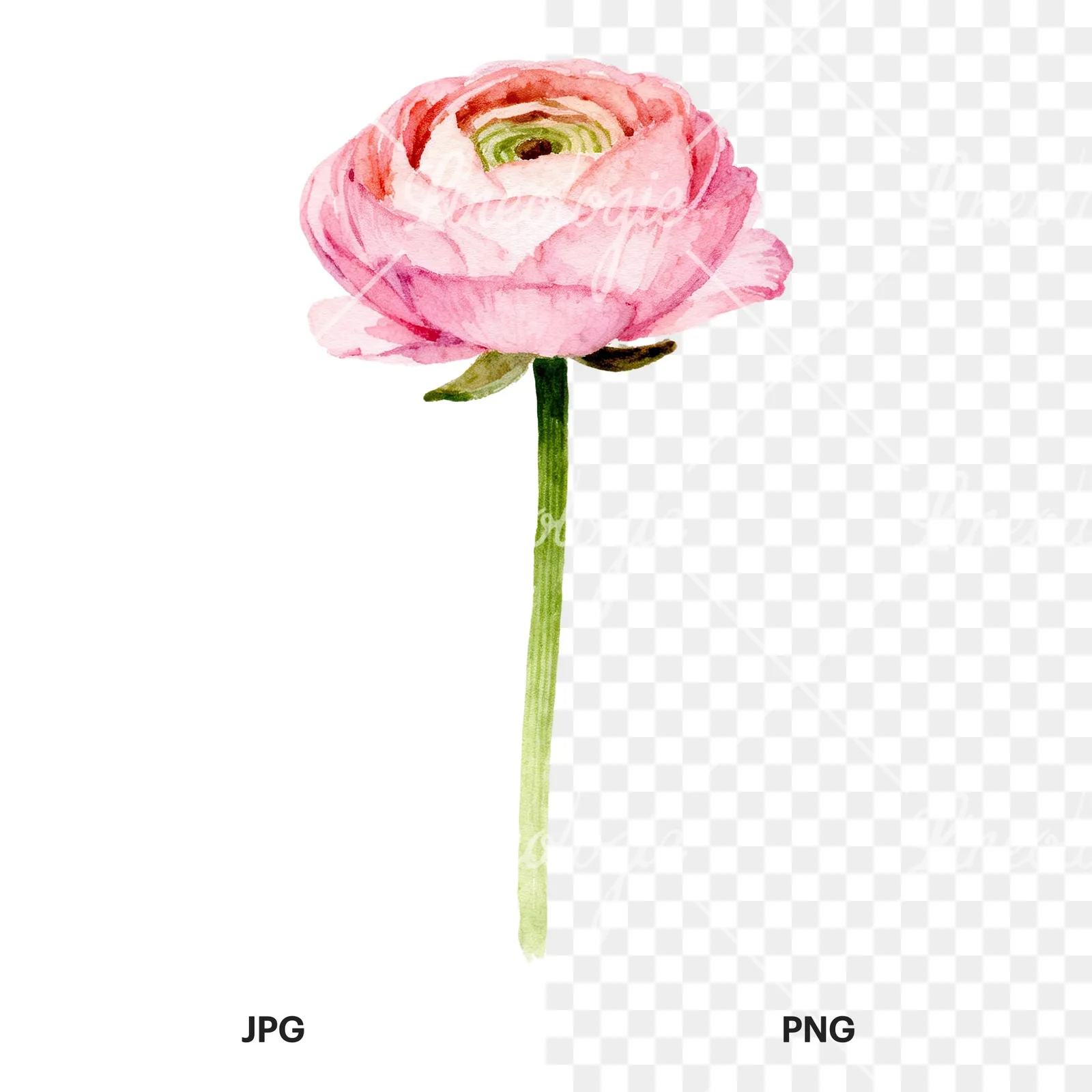 Watercolor pink ranunculus clipart 4 of 6, as a JPG on white and a transparent PNG