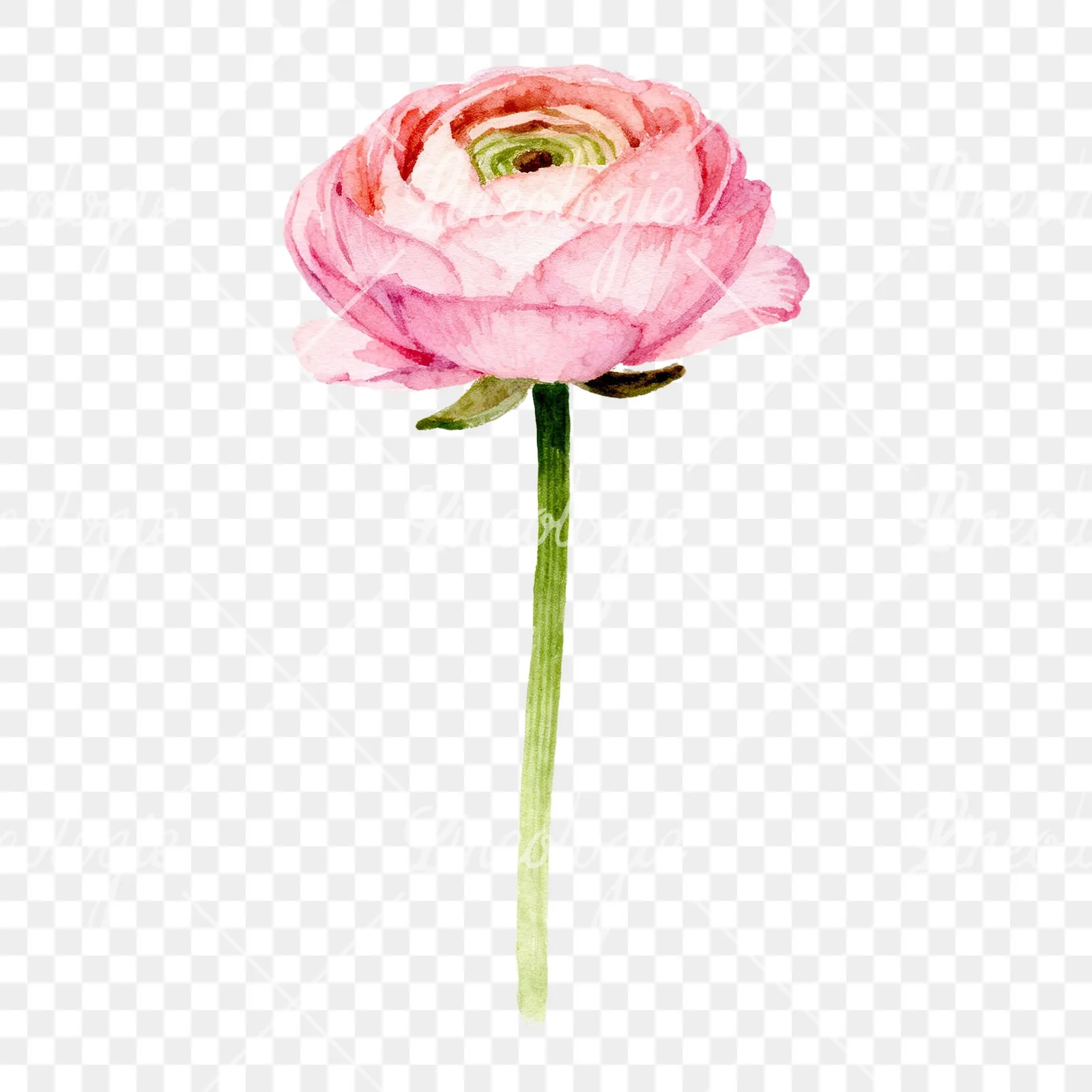 Watercolor pink ranunculus clipart 4 of 6 on a transparent background (PNG)