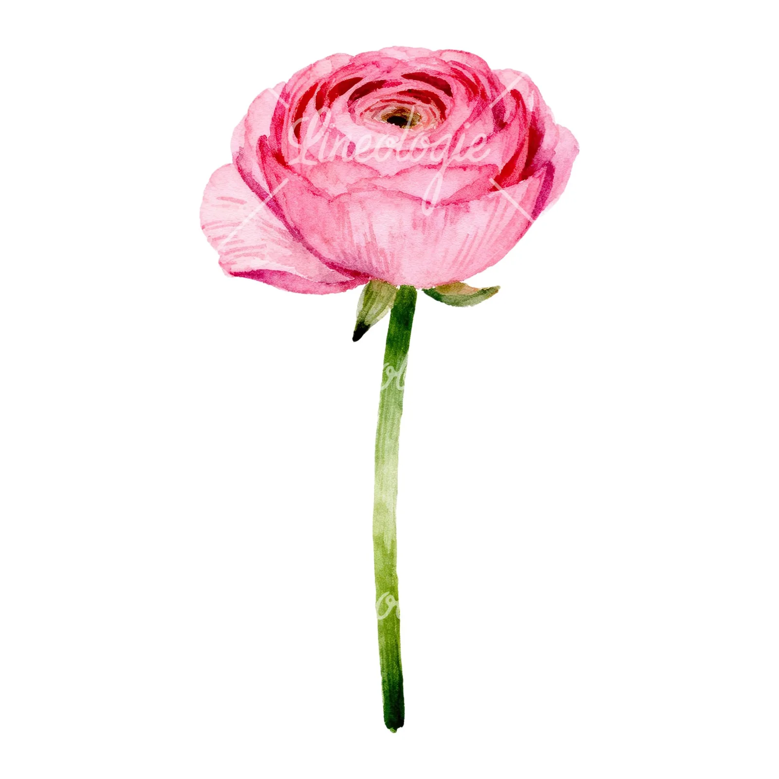 Watercolor pink ranunculus clipart 5 of 6 on a white background (JPG)