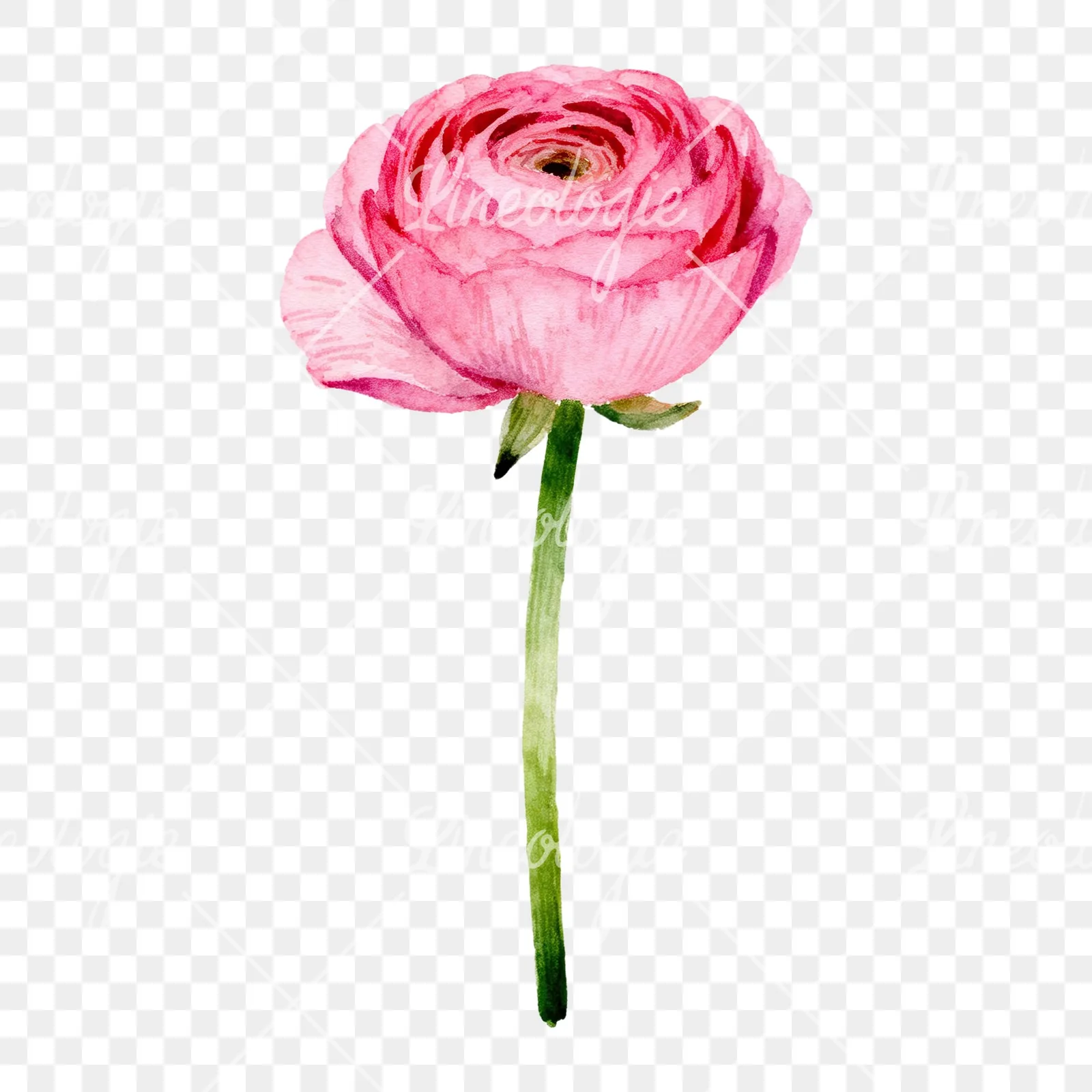 Watercolor pink ranunculus clipart 5 of 6 on a transparent background (PNG)