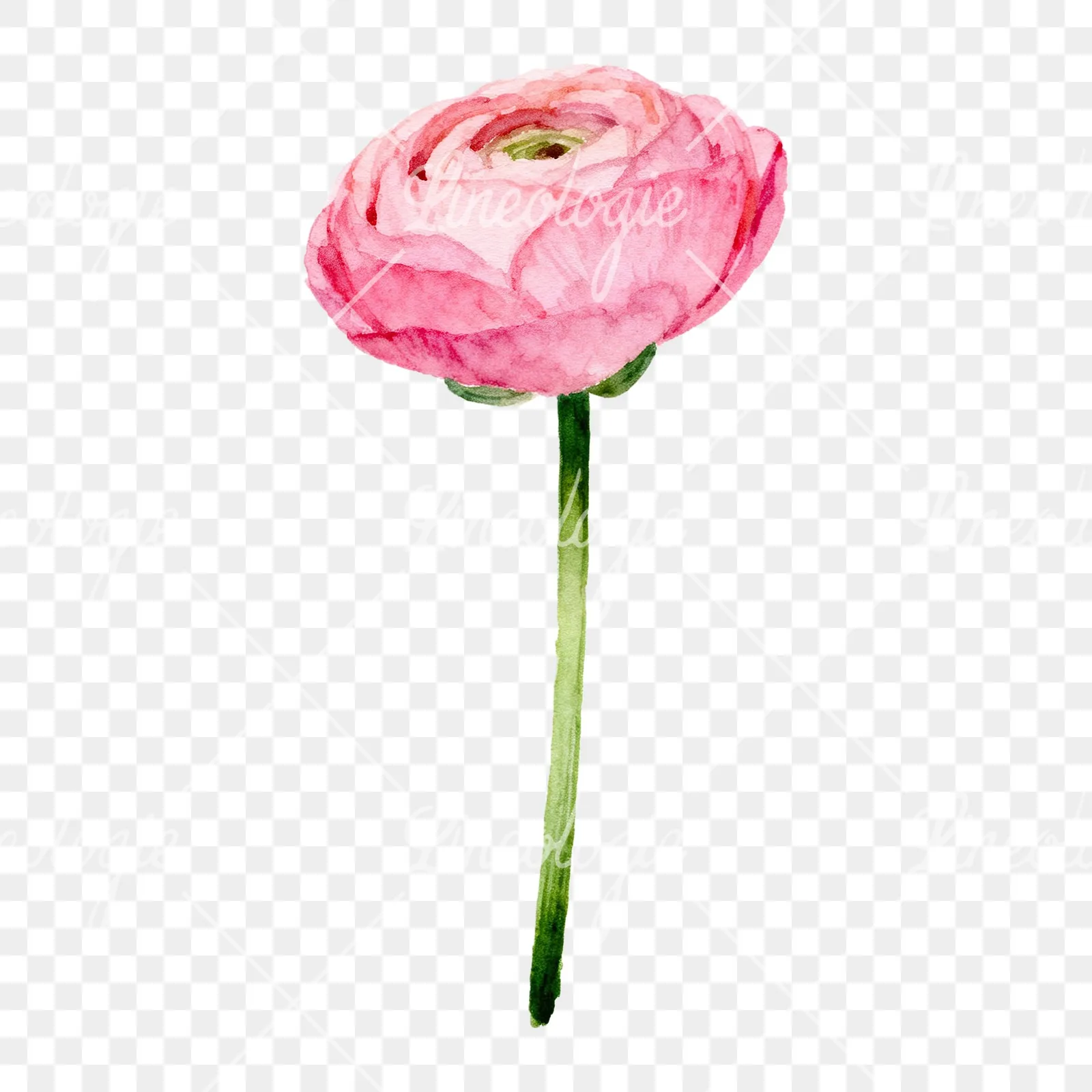 Watercolor pink ranunculus clipart 6 of 6 on a transparent background (PNG)