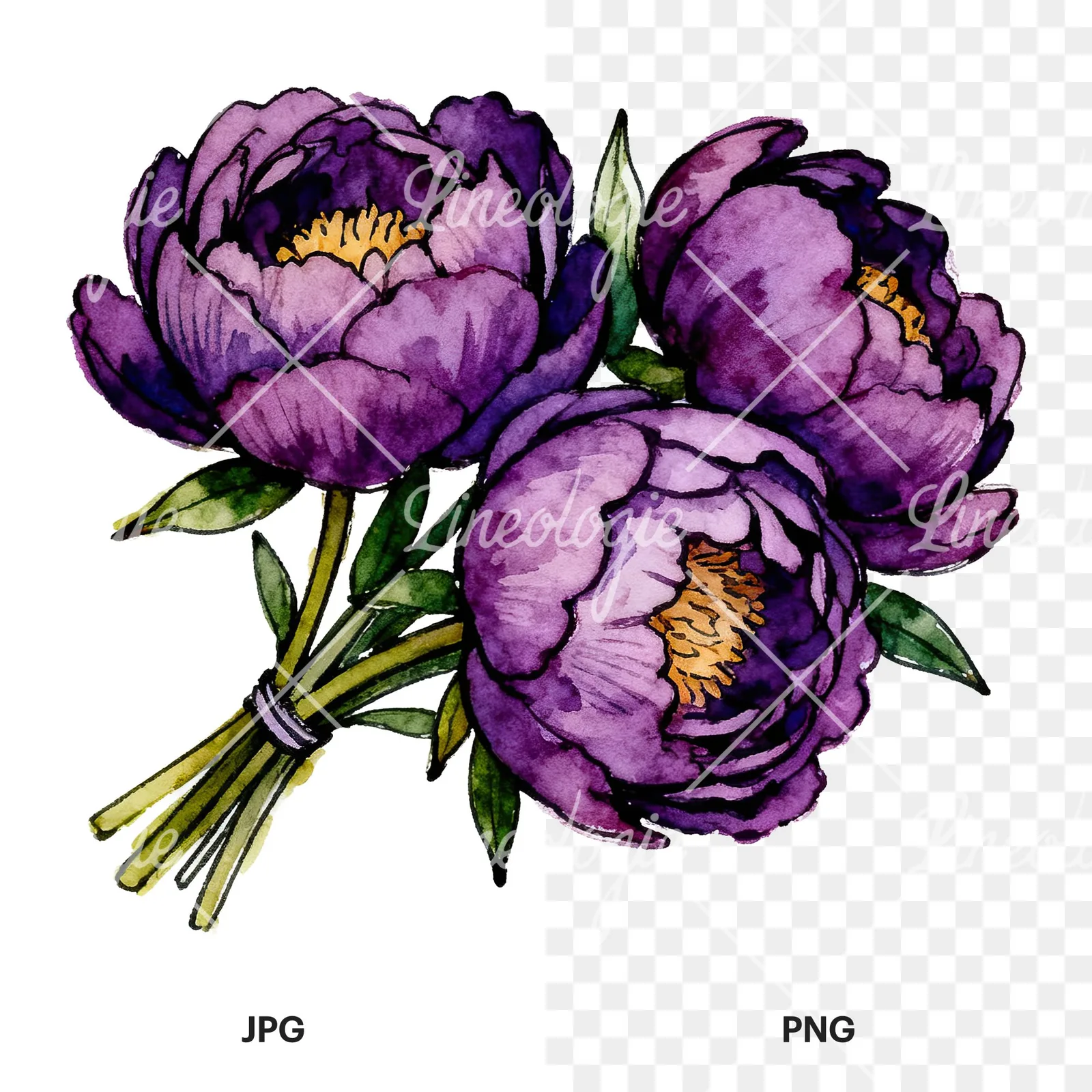Watercolor deep violet purple peony bouquet clipart 2 of 6, as a JPG on white and a transparent PNG