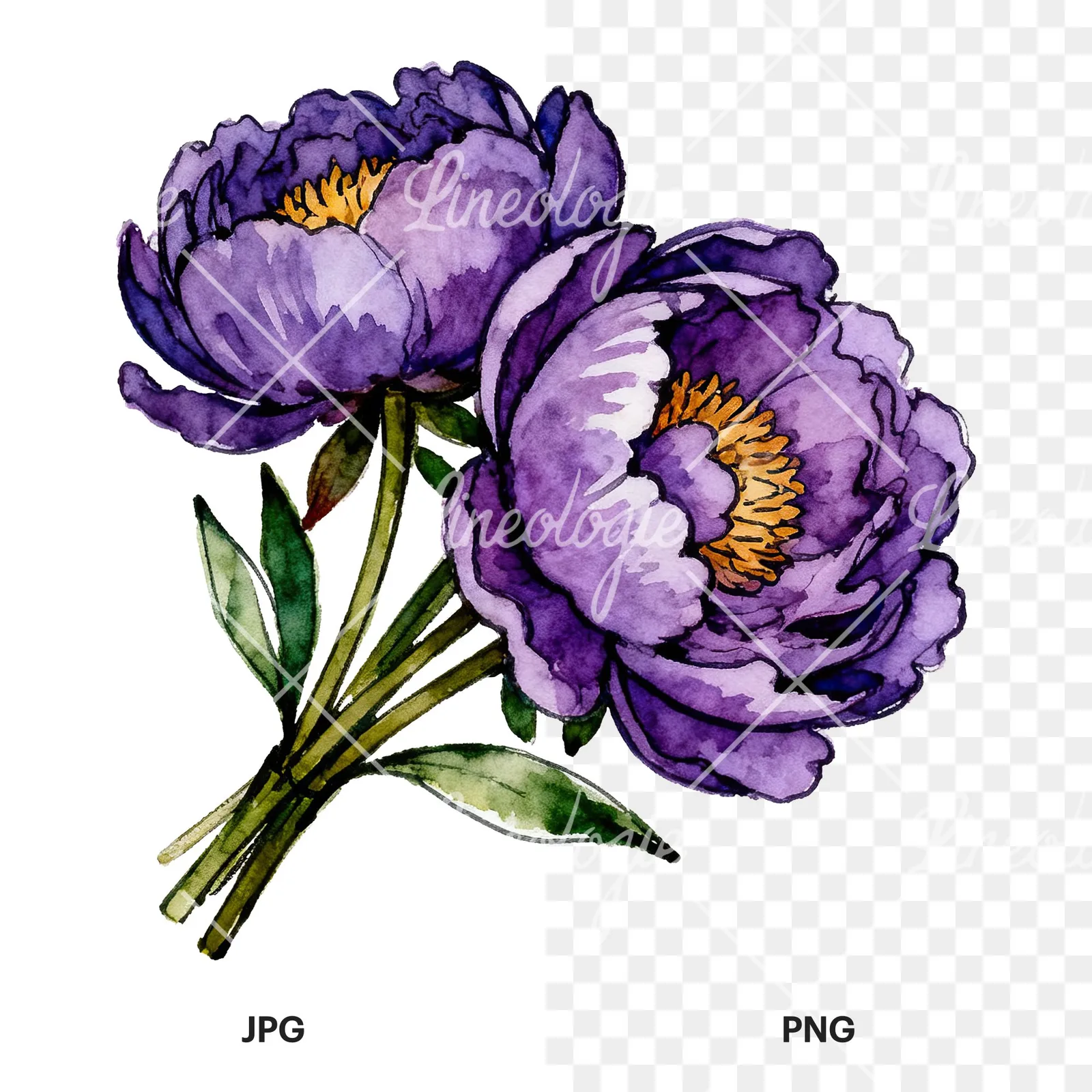 Watercolor deep violet purple peony bouquet clipart 3 of 6, as a JPG on white and a transparent PNG