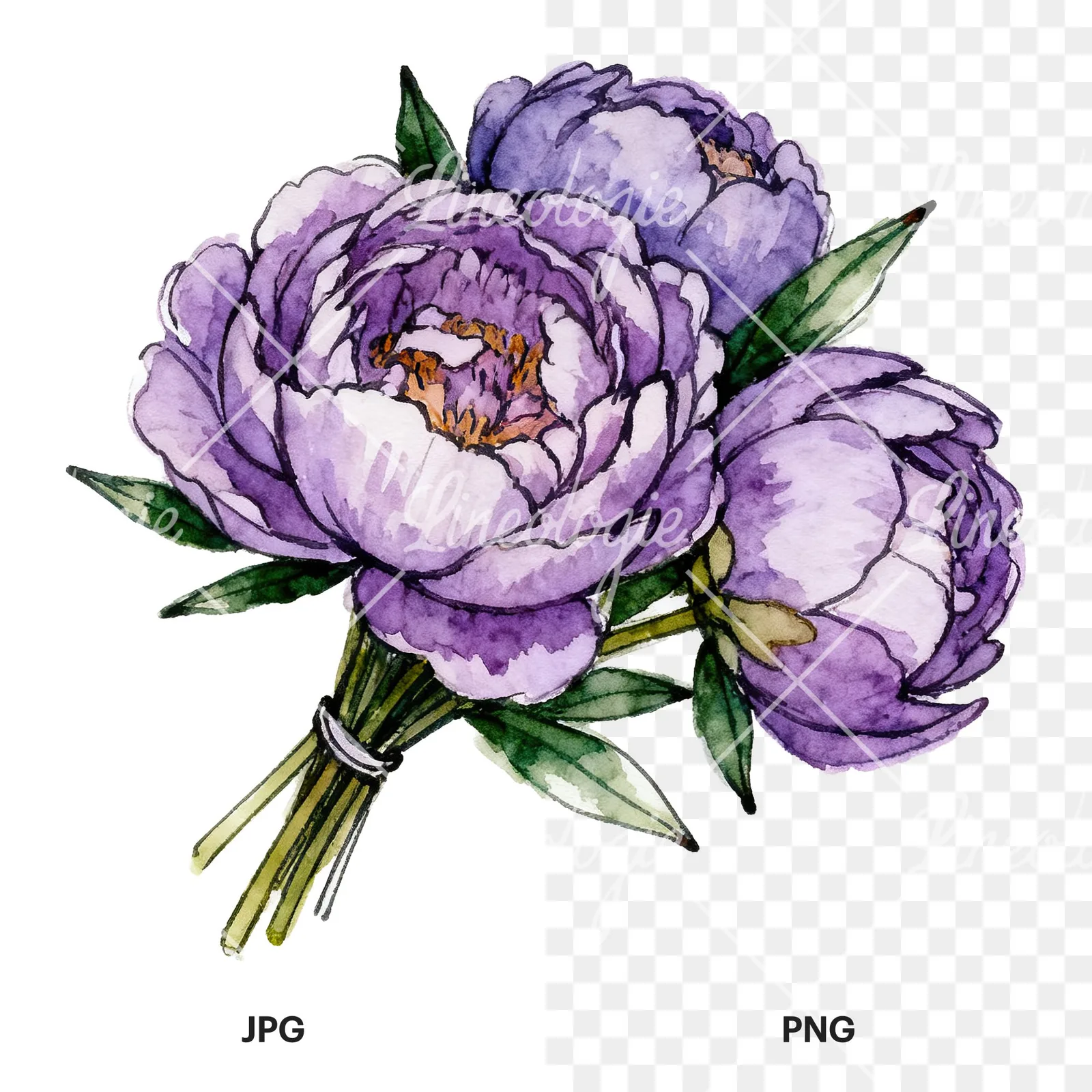 Watercolor deep violet purple peony bouquet clipart 4 of 6, as a JPG on white and a transparent PNG