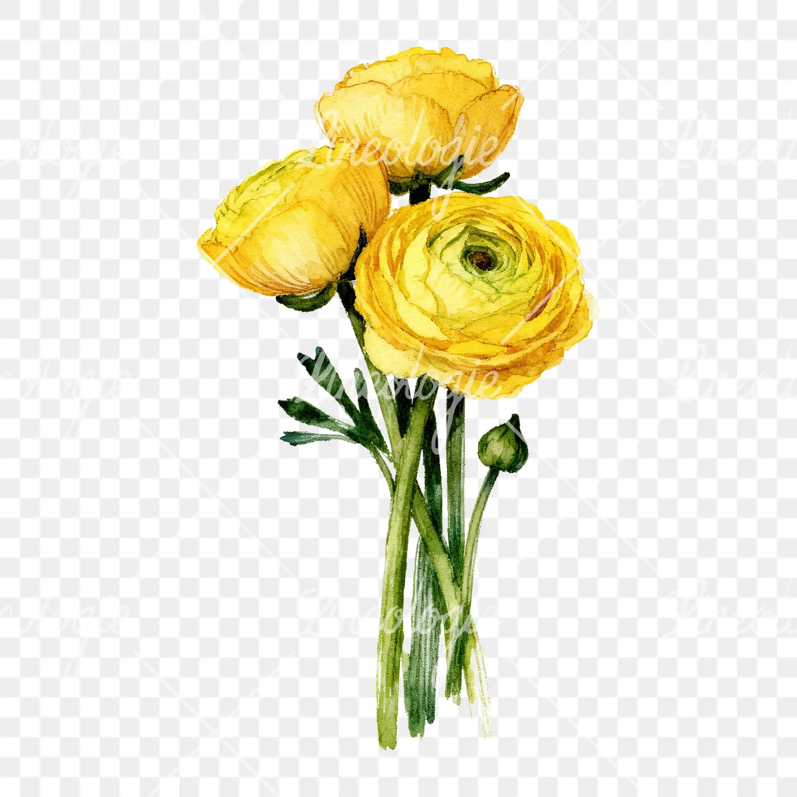 Watercolor yellow ranunculus bouquet with buds clipart 1 of 6 on a transparent background (PNG)