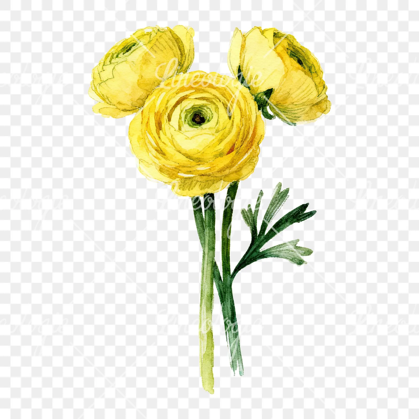 Watercolor yellow ranunculus bouquet with buds clipart 2 of 6 on a transparent background (PNG)