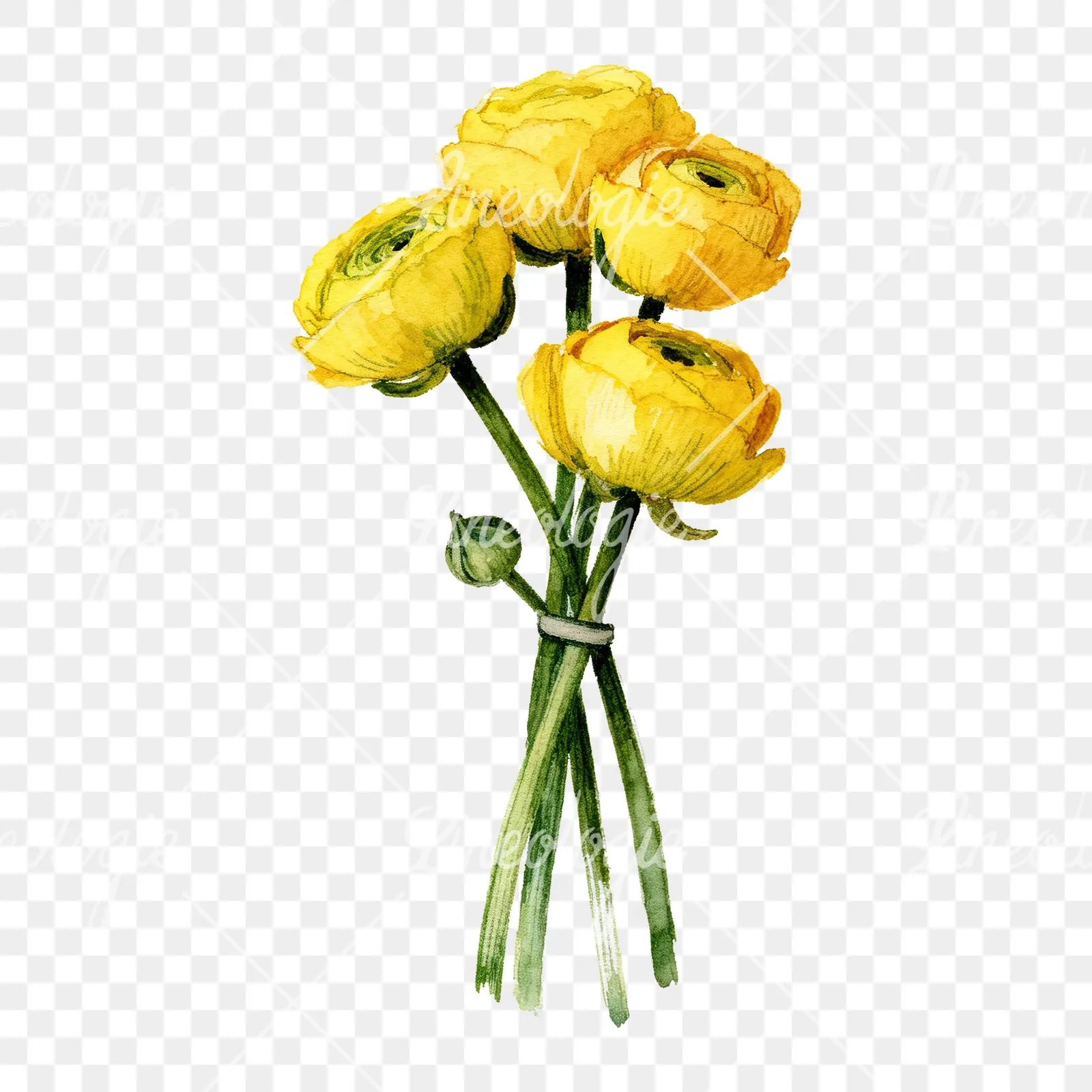 Watercolor yellow ranunculus bouquet with buds clipart 3 of 6 on a transparent background (PNG)