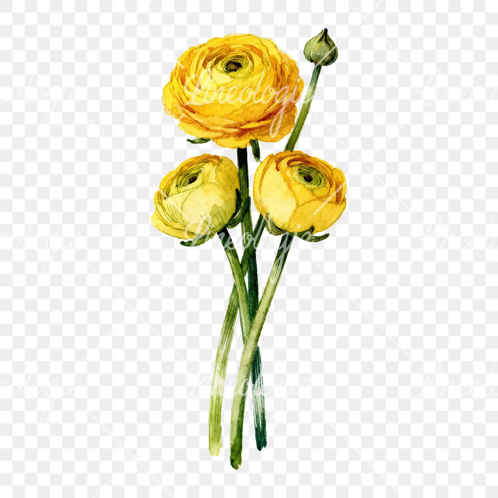 Watercolor yellow ranunculus bouquet with buds clipart 5 of 6 on a transparent background (PNG)