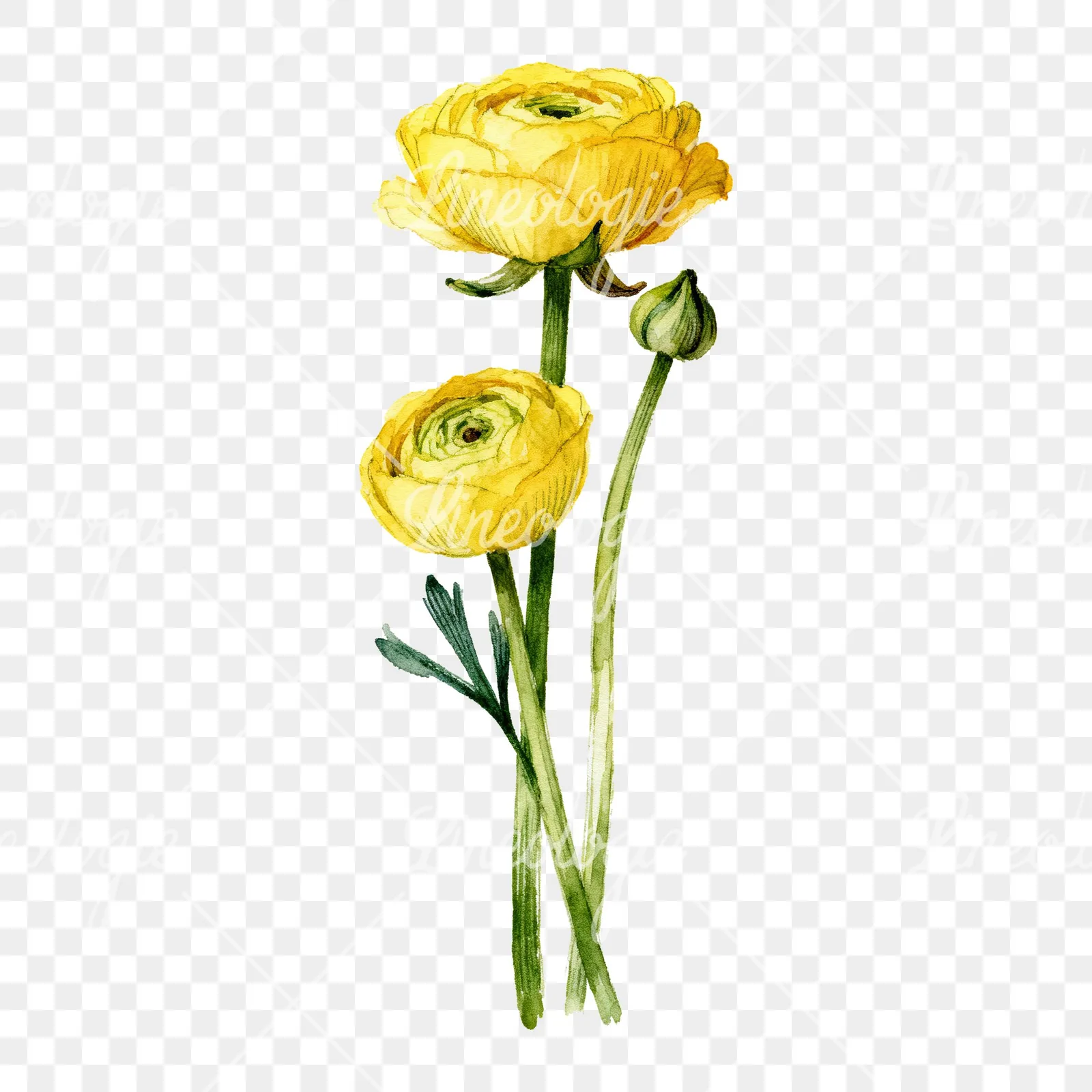 Watercolor yellow ranunculus bouquet with buds clipart 6 of 6 on a transparent background (PNG)