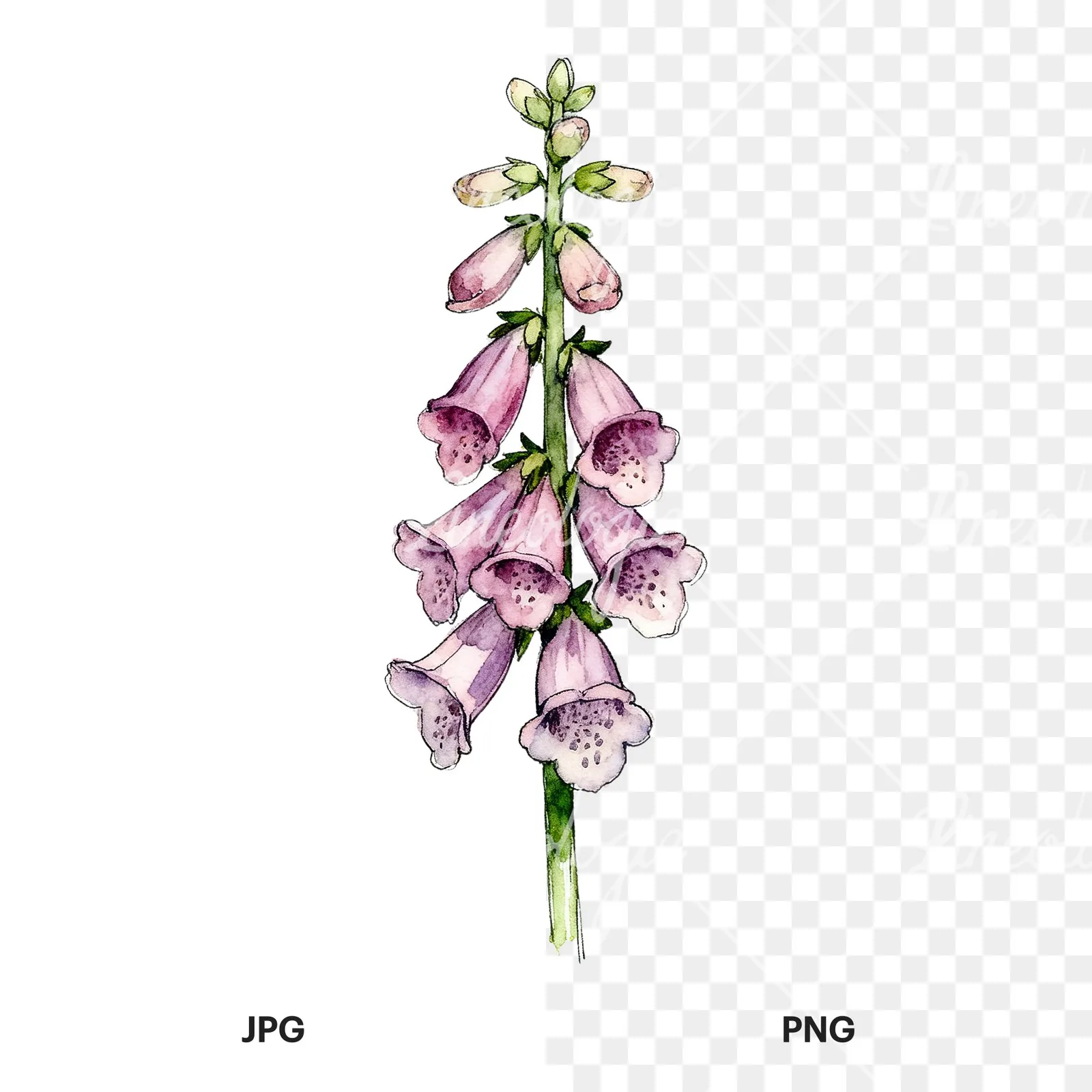 Watercolor foxglove flower clipart 1 of 7, as a JPG on white and a transparent PNG