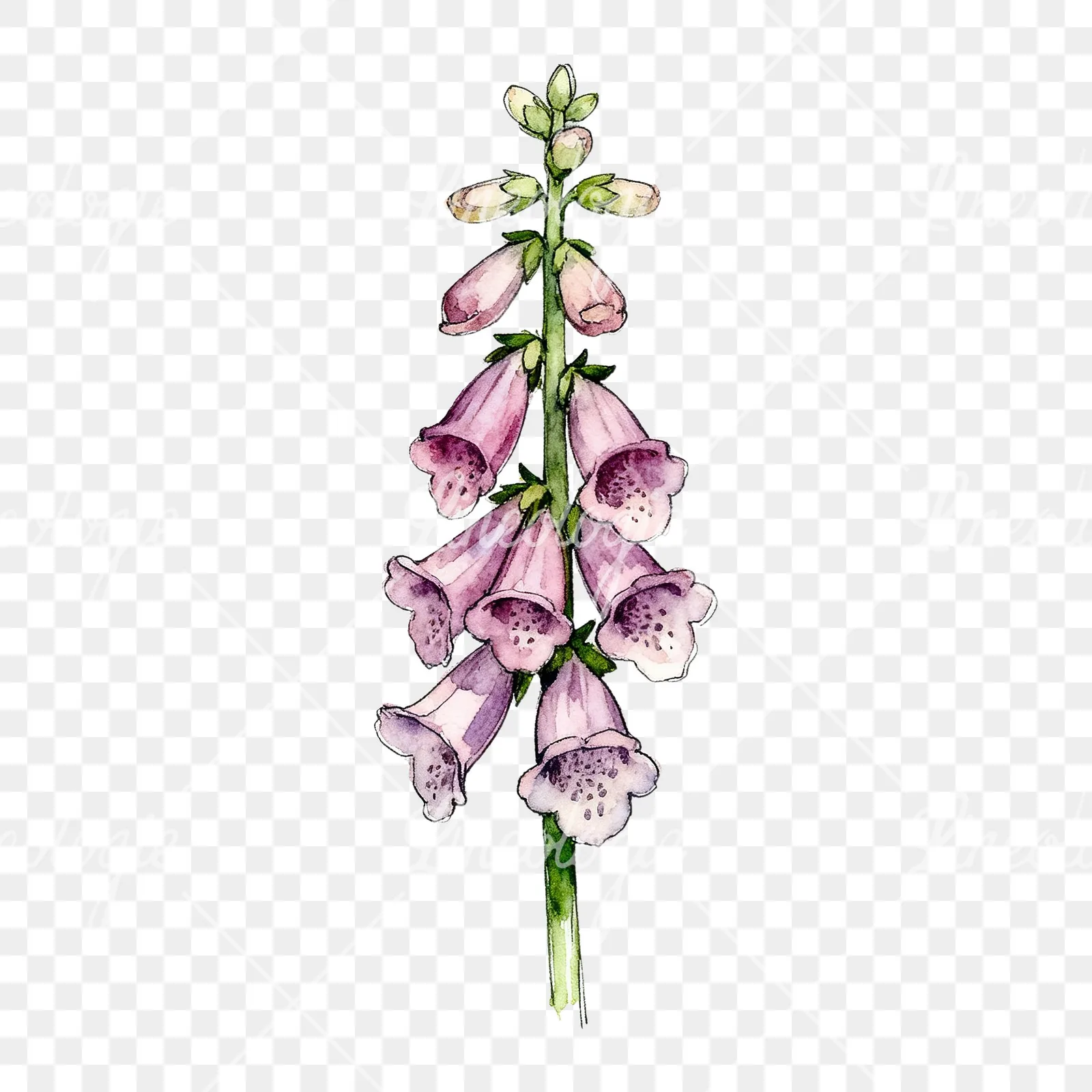 Watercolor foxglove flower clipart 1 of 7 on a transparent background (PNG)