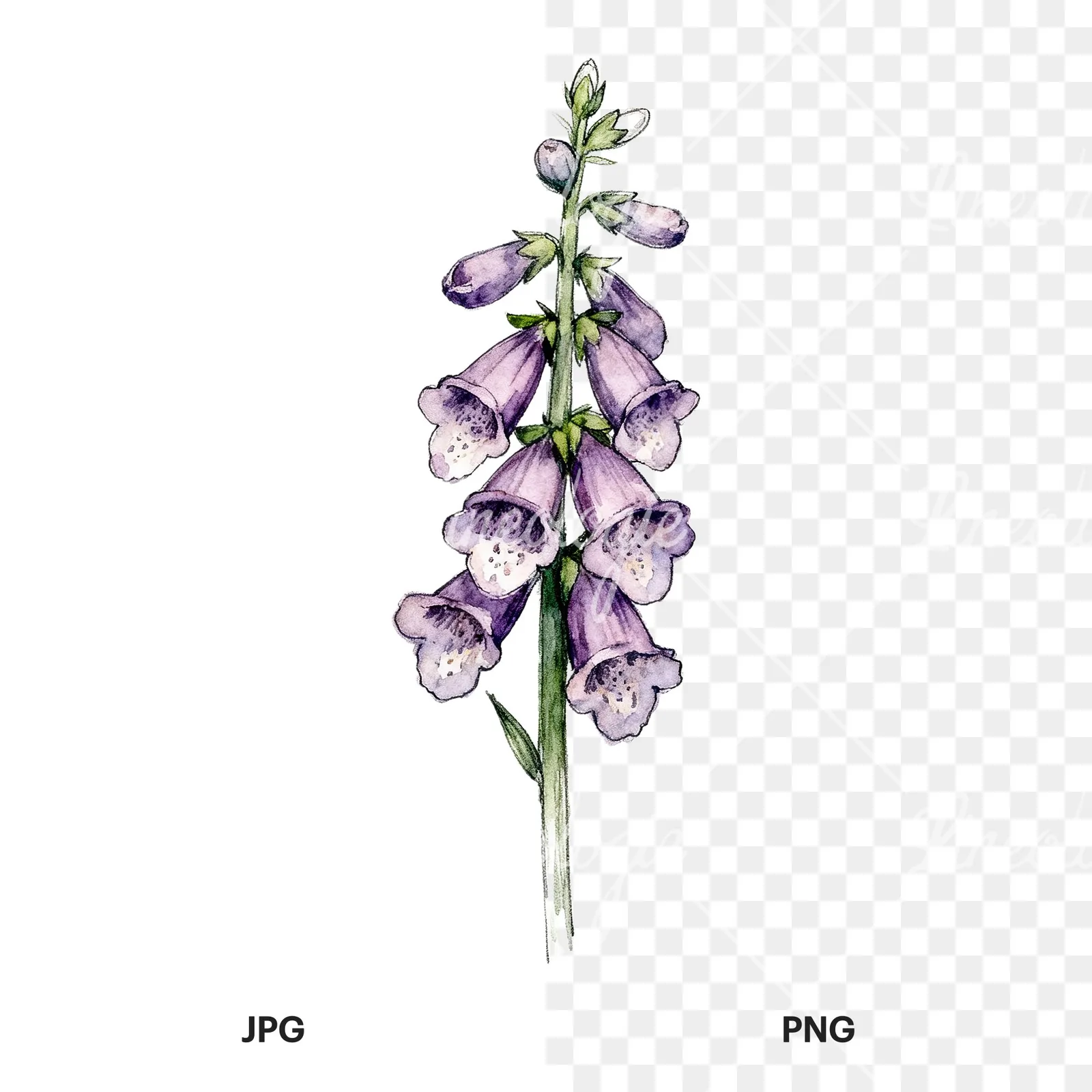 Watercolor foxglove flower clipart 4 of 7, as a JPG on white and a transparent PNG
