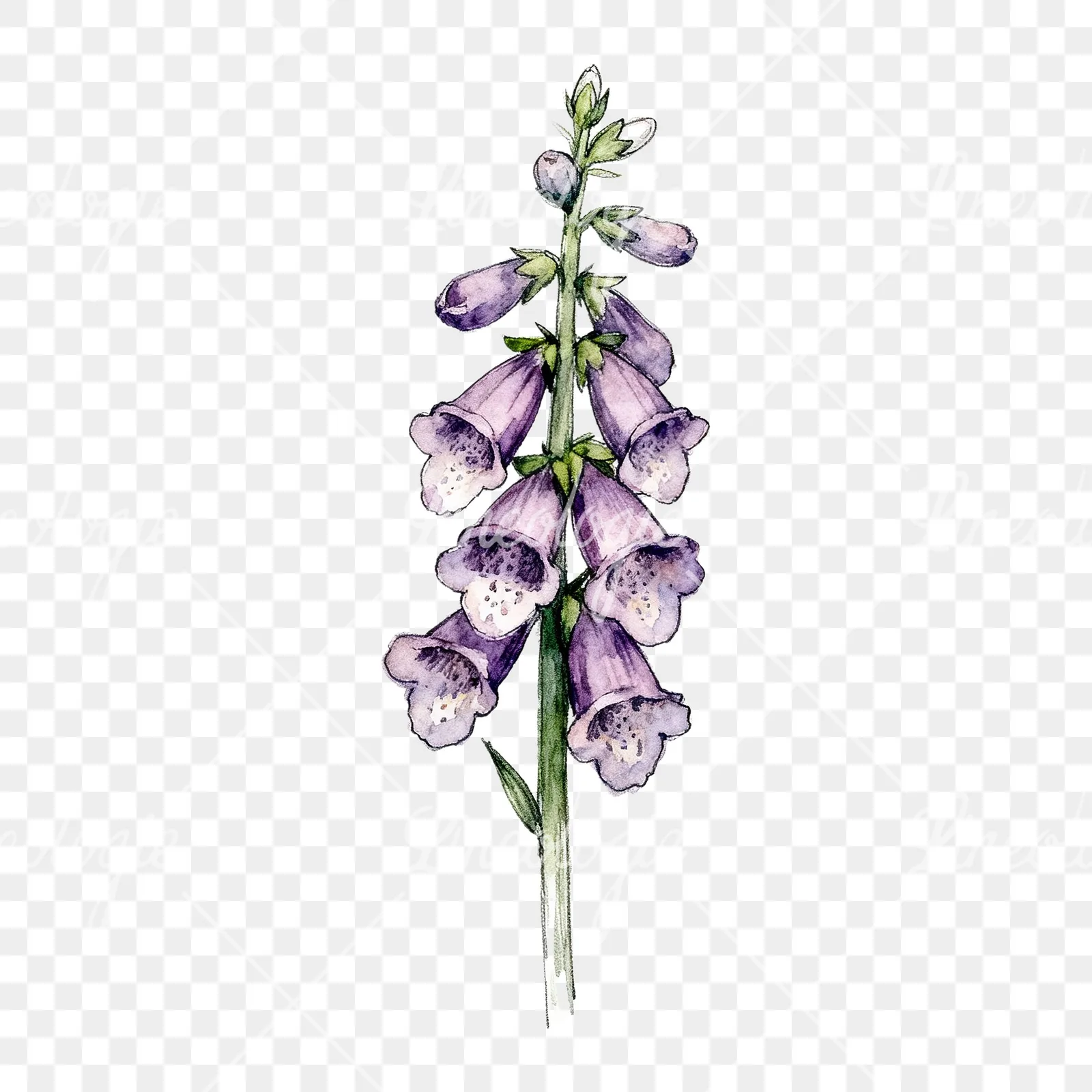 Watercolor foxglove flower clipart 4 of 7 on a transparent background (PNG)