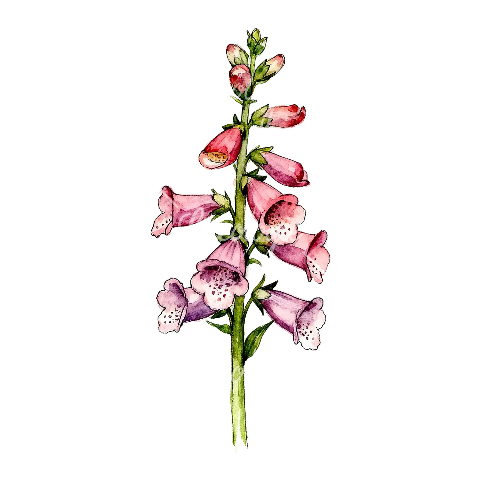Watercolor foxglove flower clipart 5 of 7 on a white background (JPG)