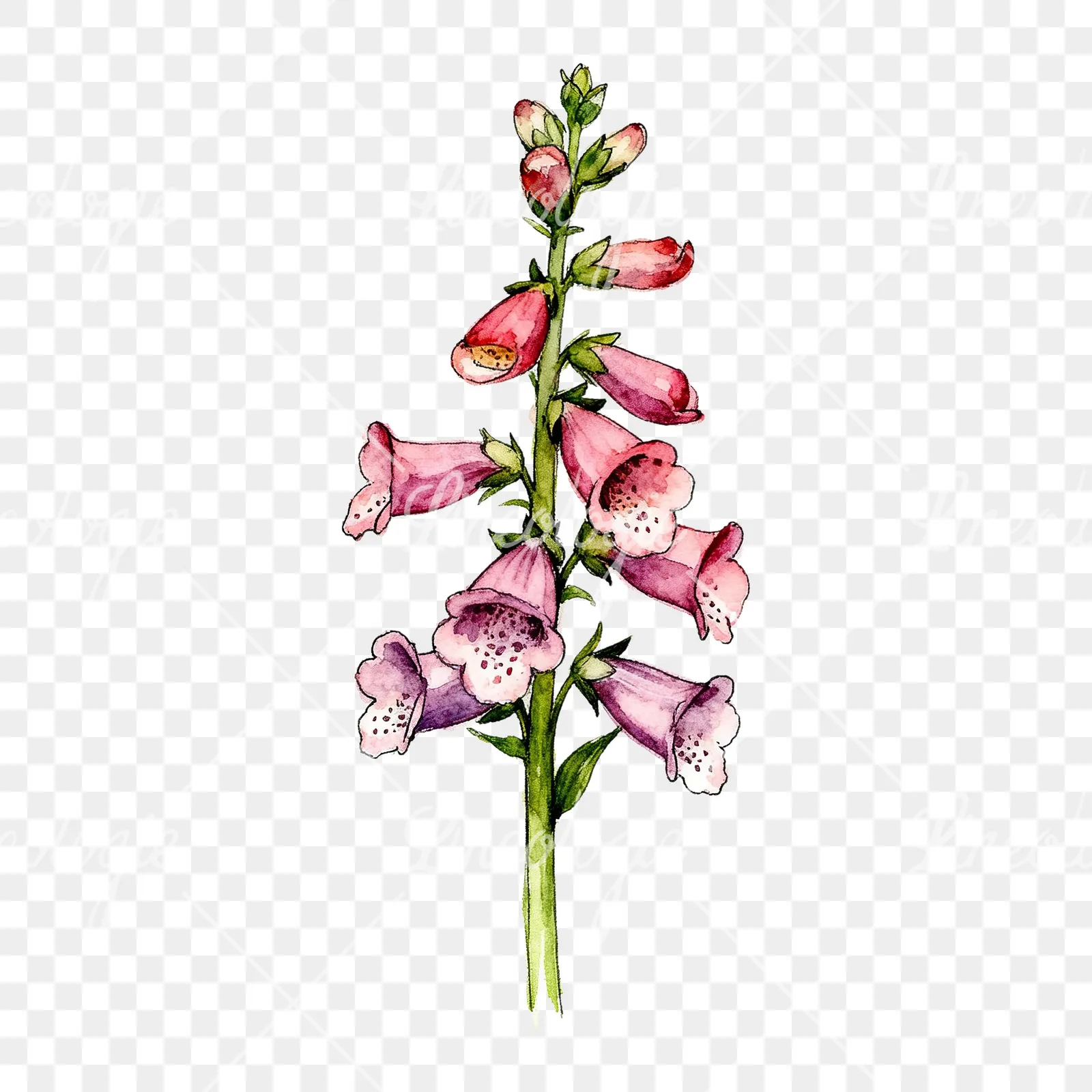 Watercolor foxglove flower clipart 5 of 7 on a transparent background (PNG)
