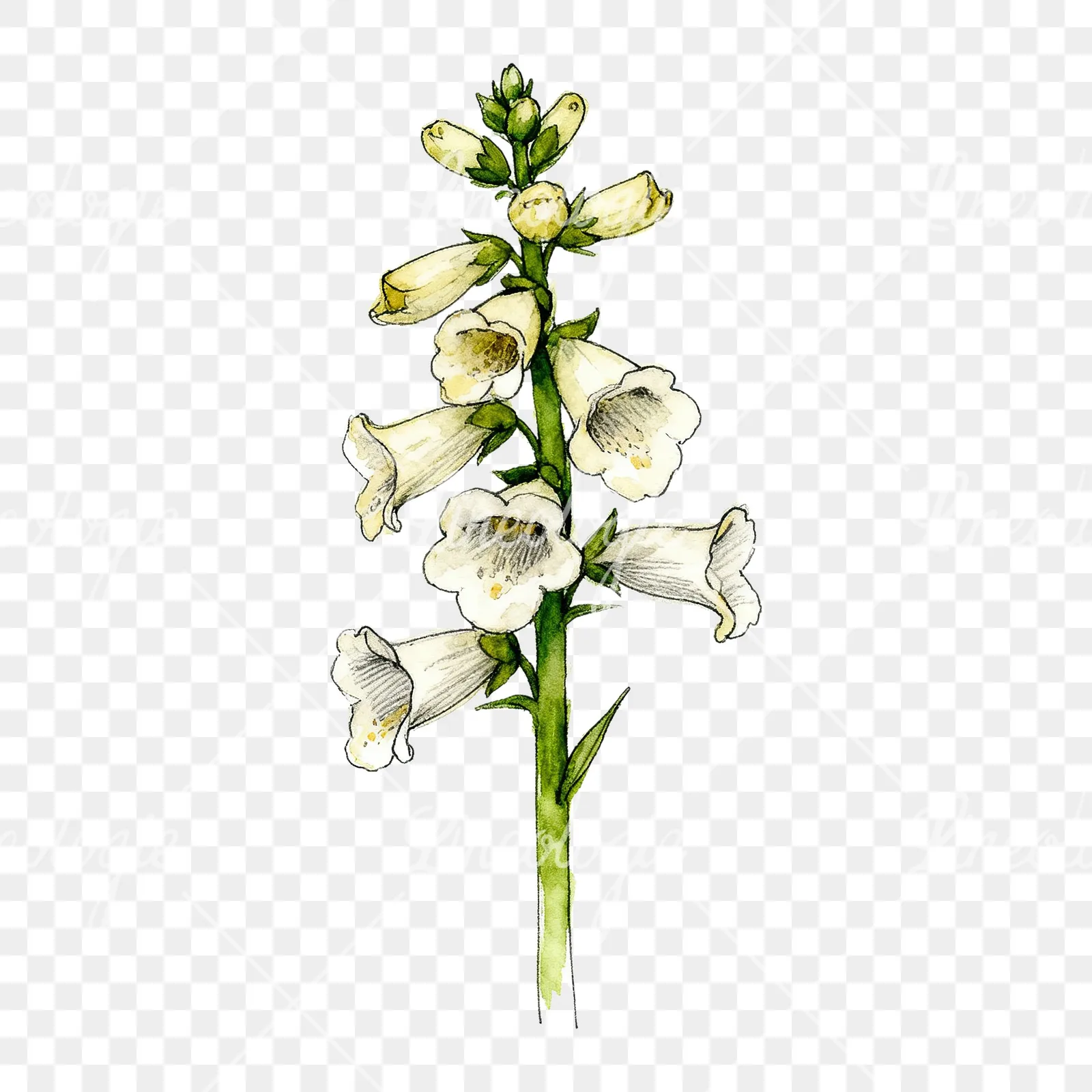 Watercolor foxglove flower clipart 6 of 7 on a transparent background (PNG)