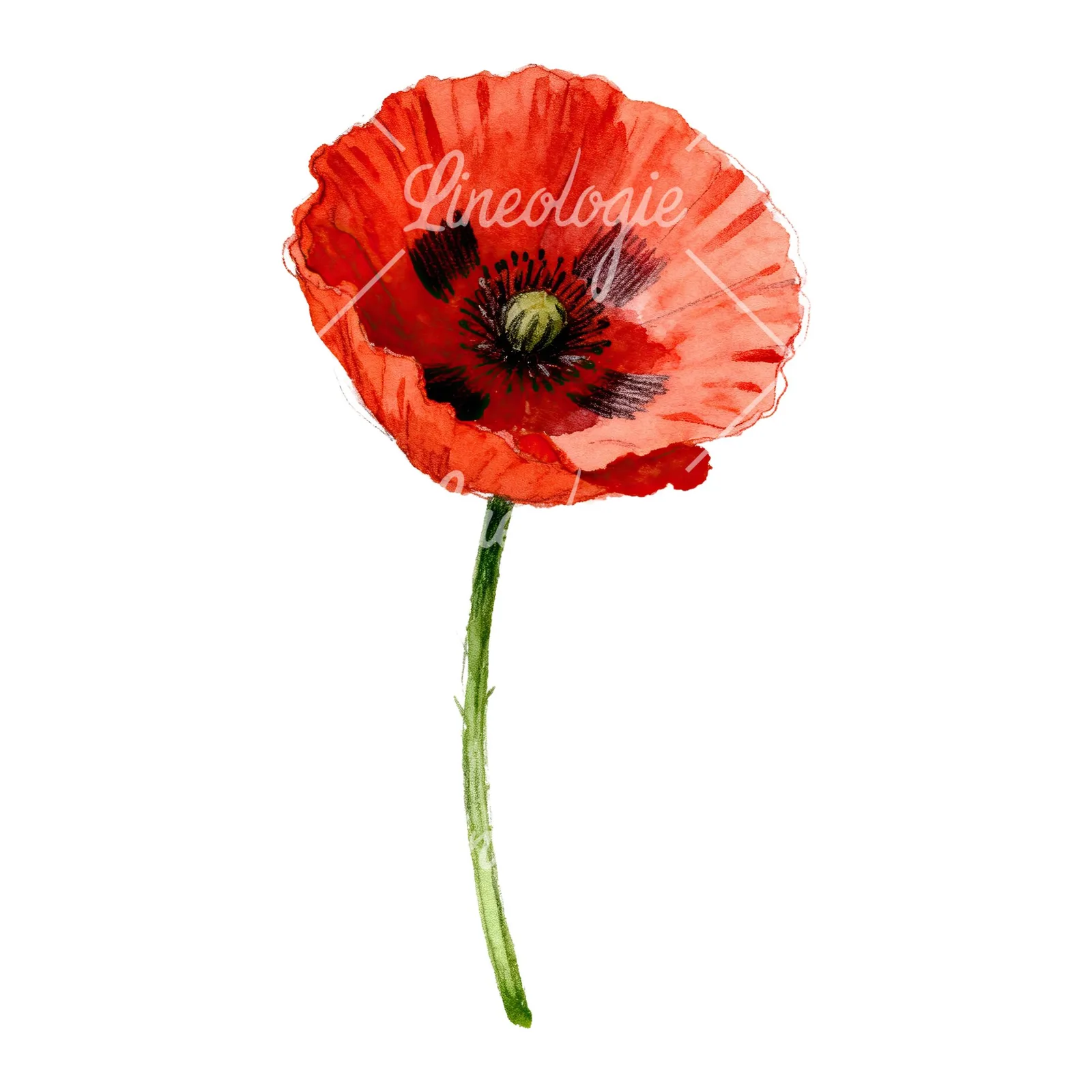 Watercolor red poppy flower with long stems clipart 1 of 7 on a white background (JPG)