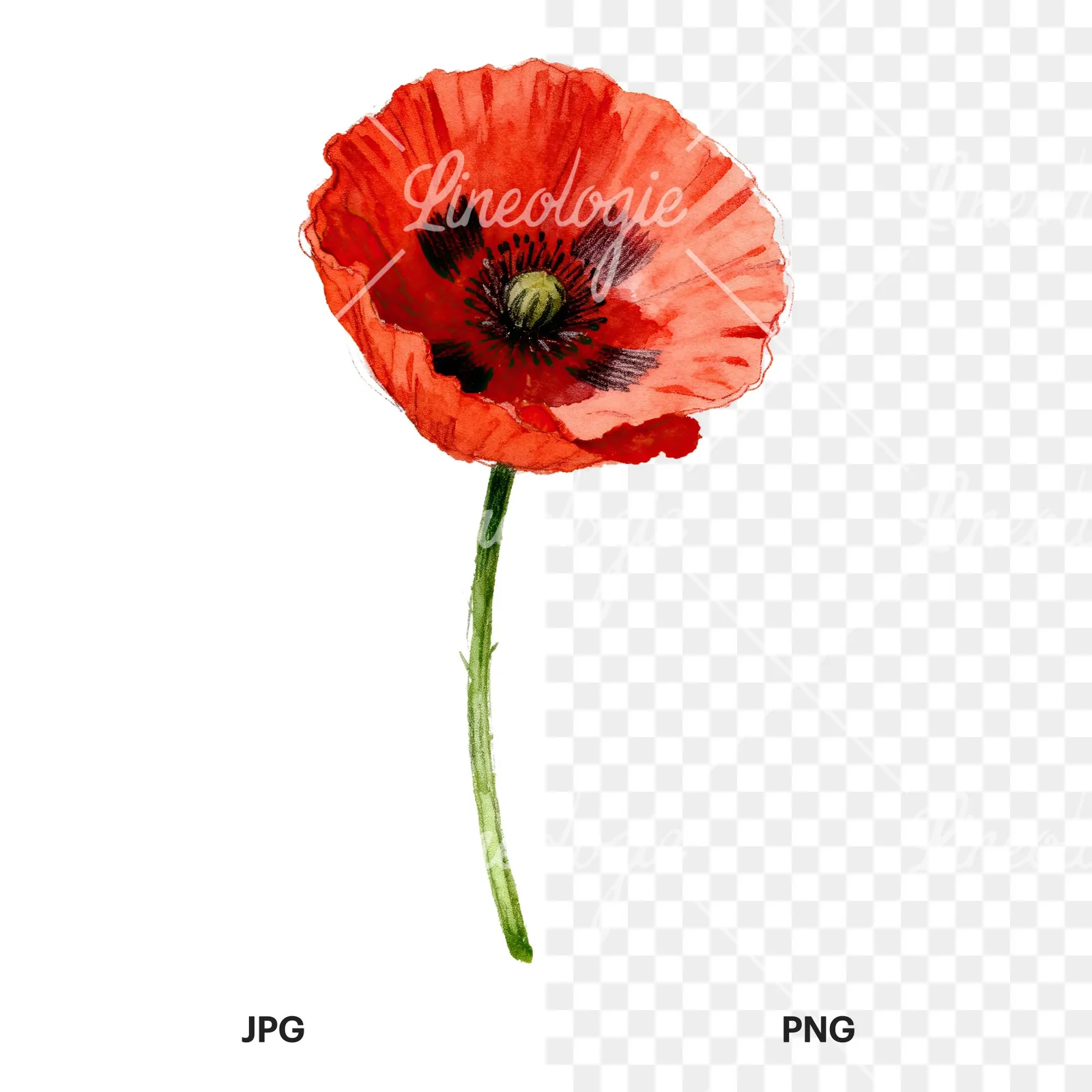 Watercolor red poppy flower with long stems clipart 1 of 7, as a JPG on white and a transparent PNG