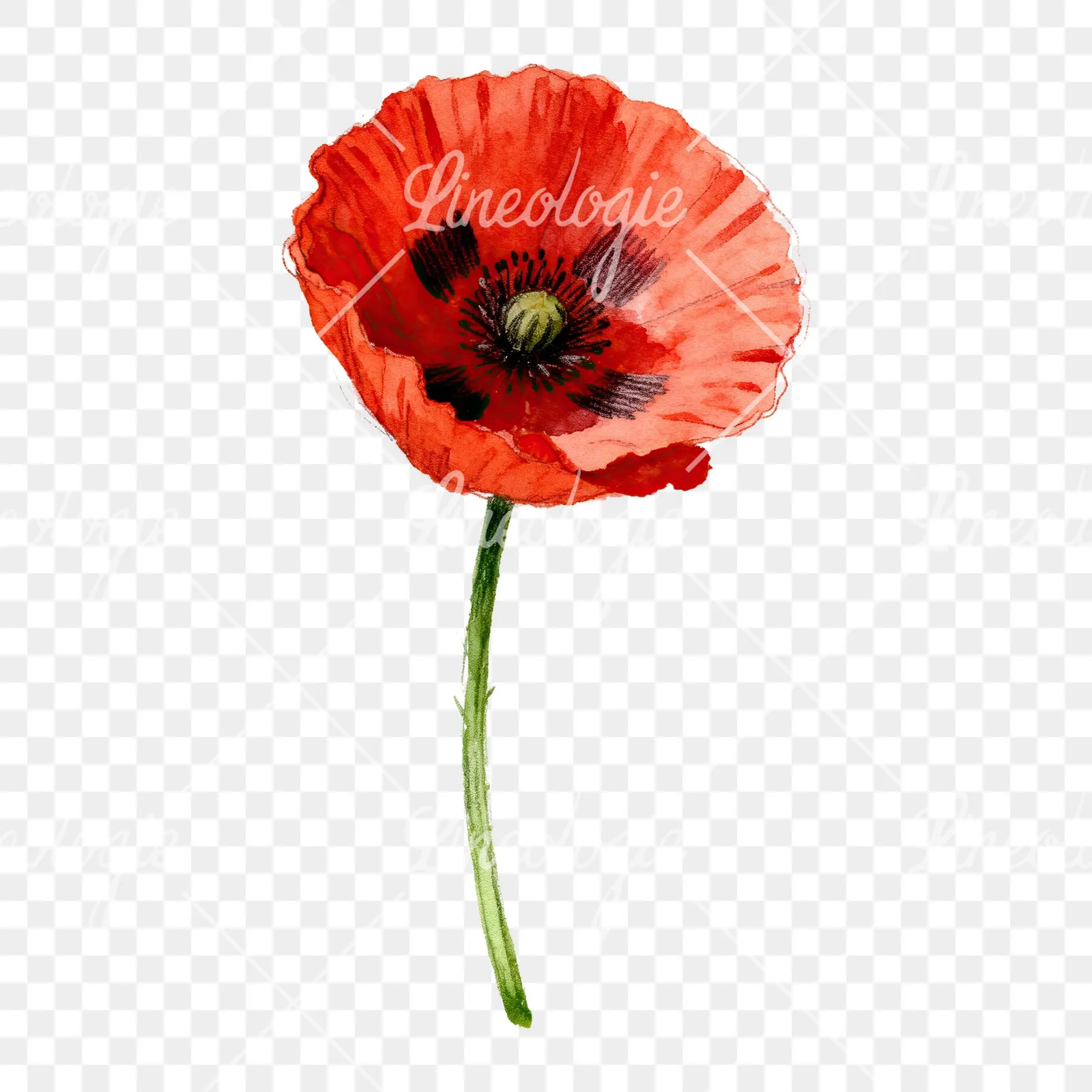 Watercolor red poppy flower with long stems clipart 1 of 7 on a transparent background (PNG)