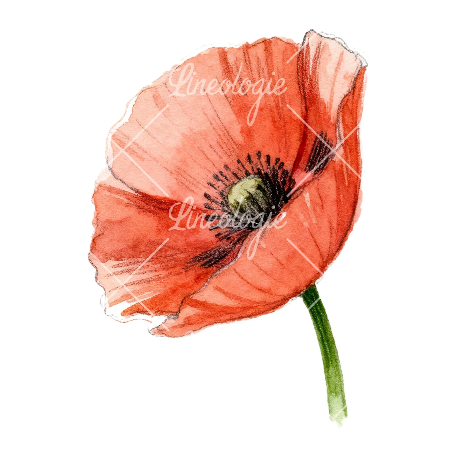 Watercolor red poppy flower with long stems clipart 2 of 7 on a white background (JPG)