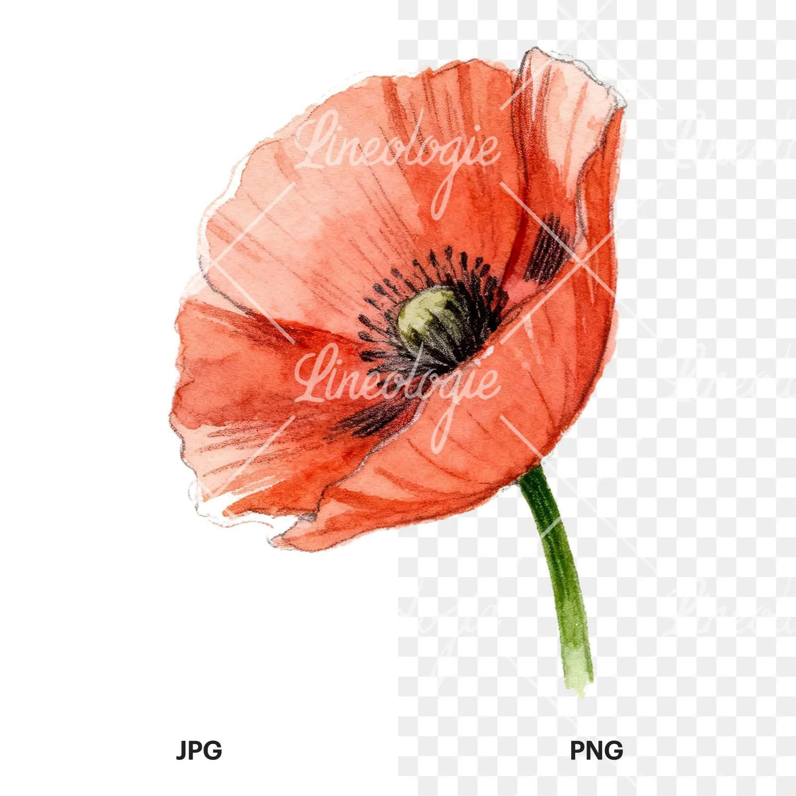 Watercolor red poppy flower with long stems clipart 2 of 7, as a JPG on white and a transparent PNG