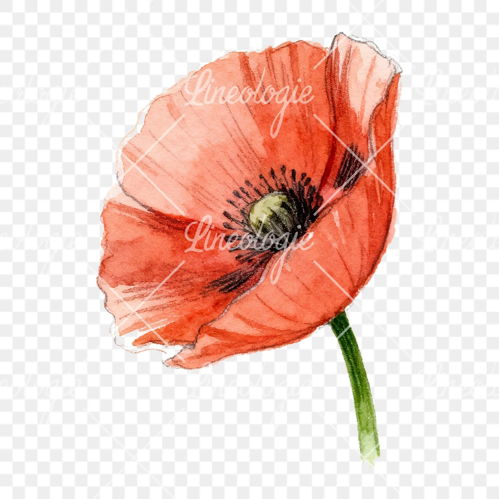Watercolor red poppy flower with long stems clipart 2 of 7 on a transparent background (PNG)