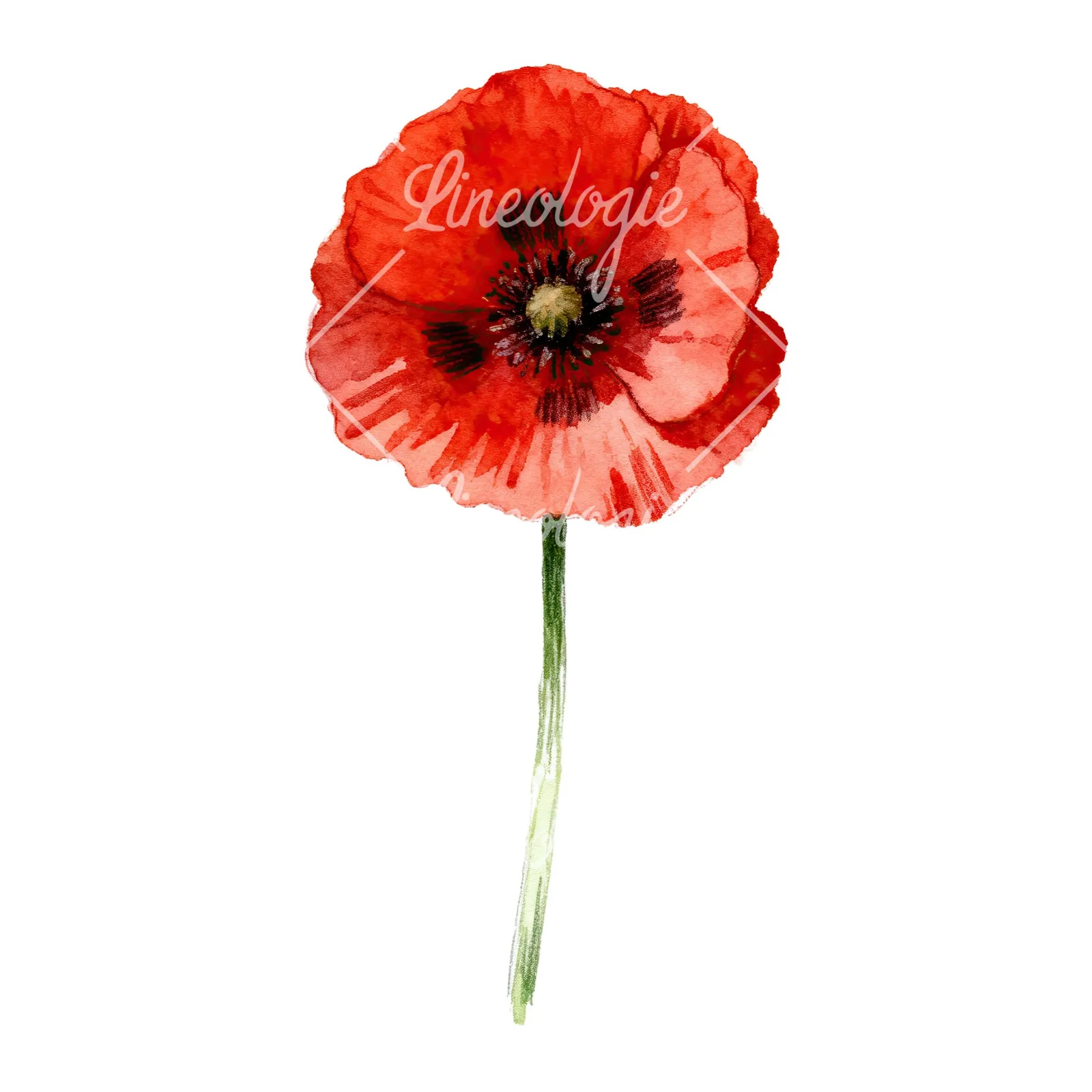 Watercolor red poppy flower with long stems clipart 3 of 7 on a white background (JPG)