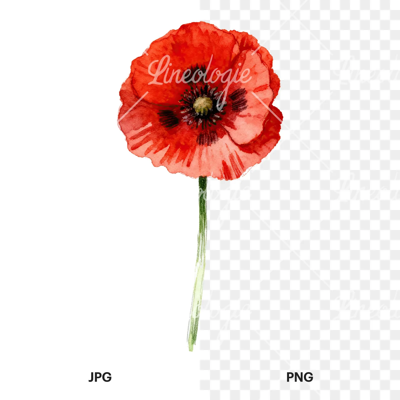 Watercolor red poppy flower with long stems clipart 3 of 7, as a JPG on white and a transparent PNG