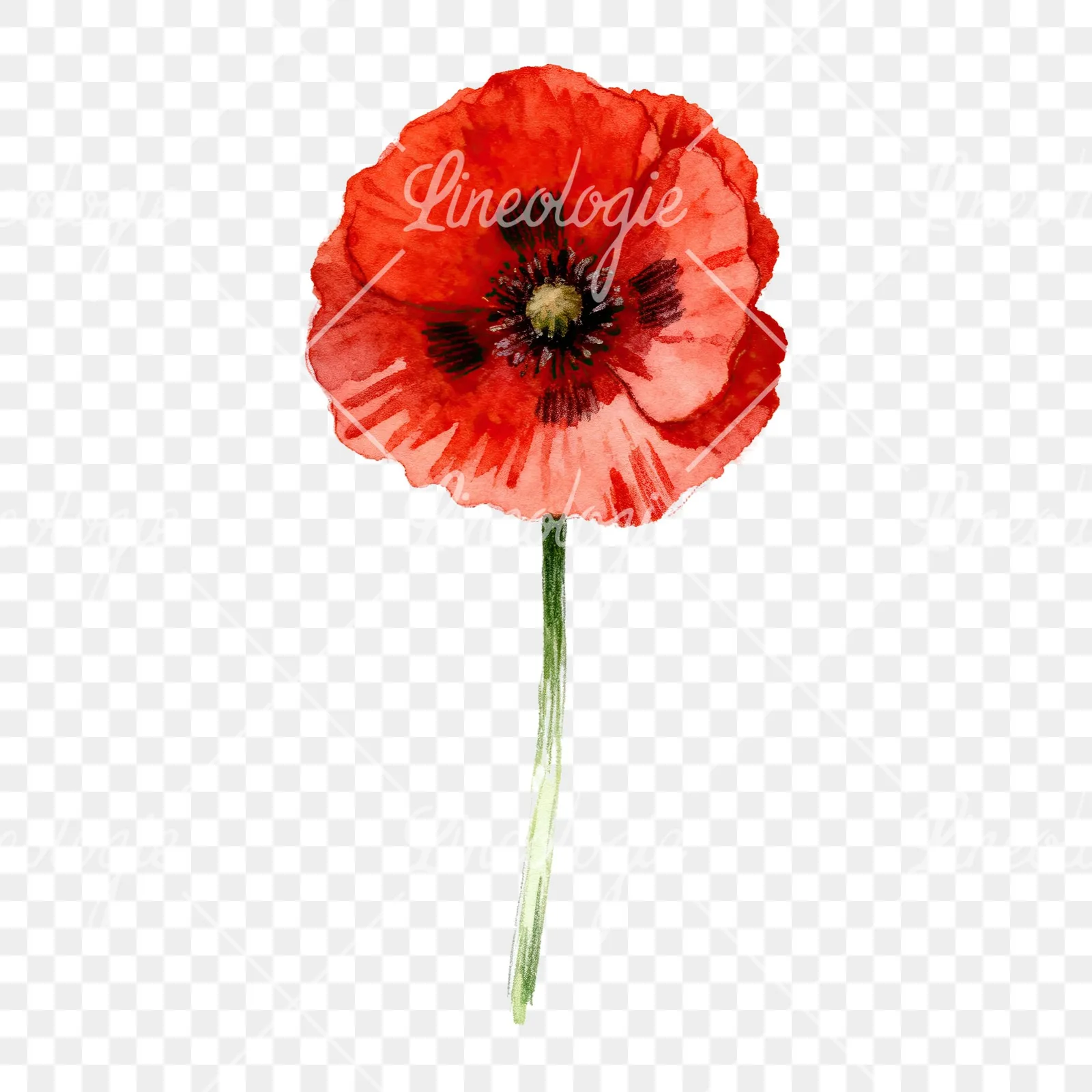 Watercolor red poppy flower with long stems clipart 3 of 7 on a transparent background (PNG)