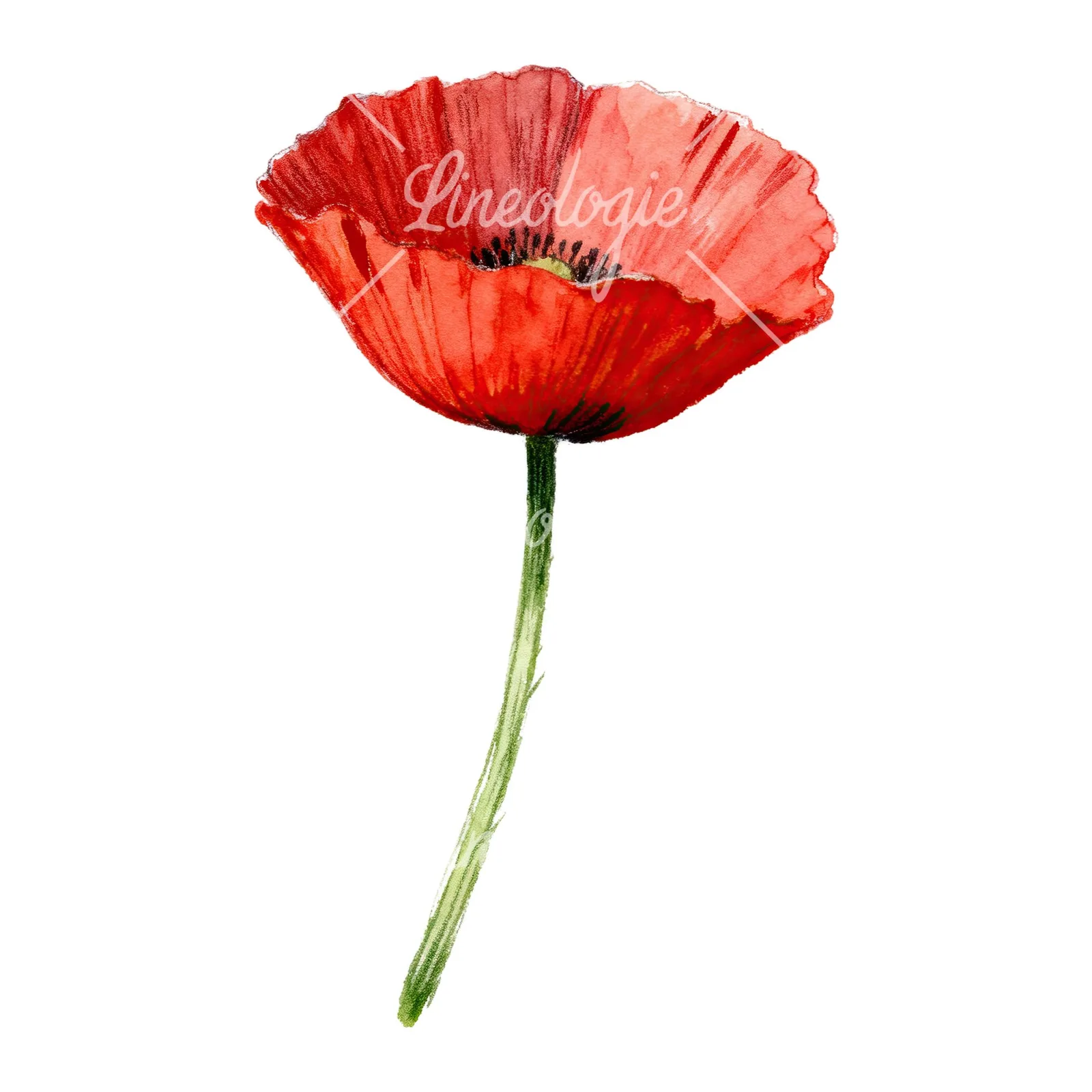 Watercolor red poppy flower with long stems clipart 4 of 7 on a white background (JPG)