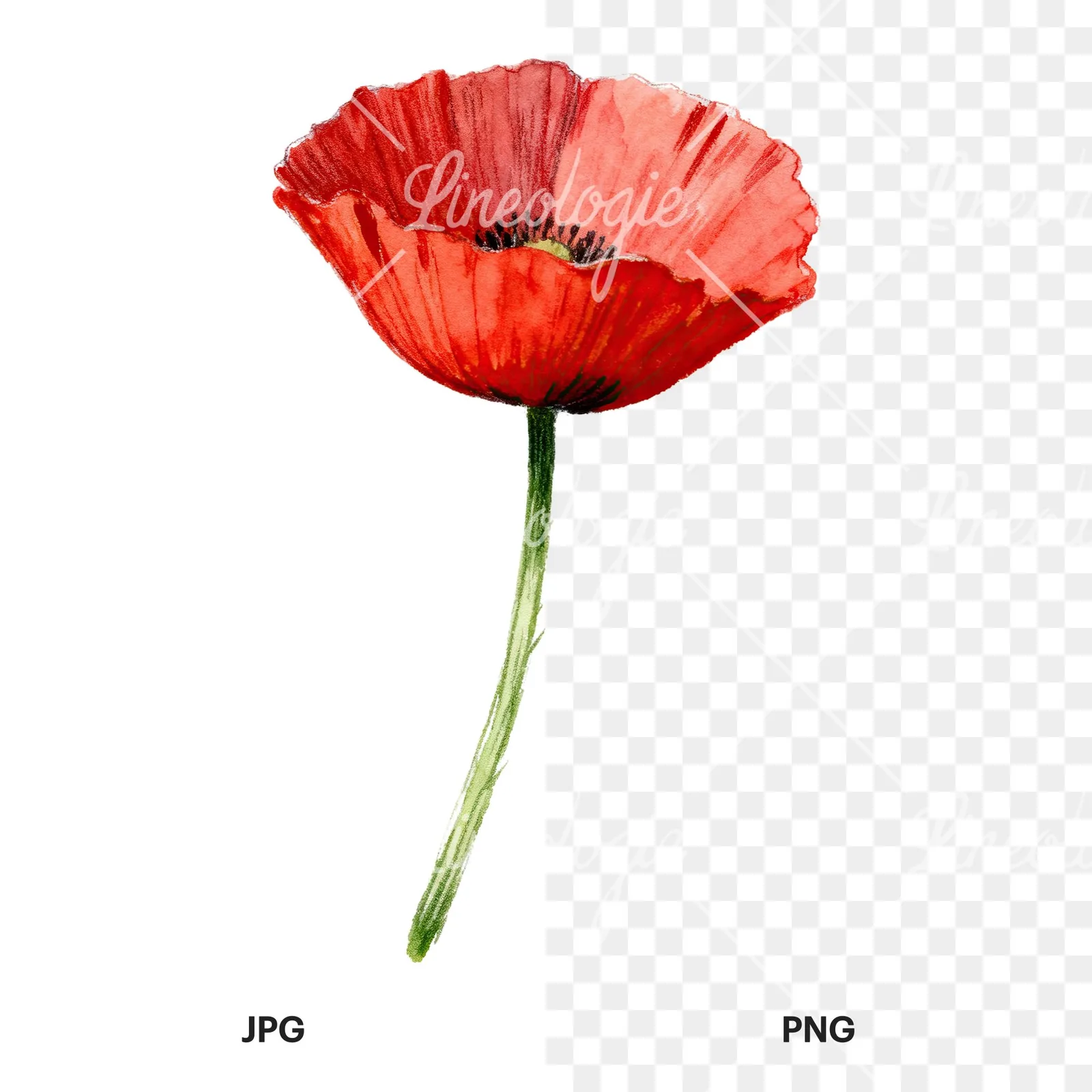 Watercolor red poppy flower with long stems clipart 4 of 7, as a JPG on white and a transparent PNG
