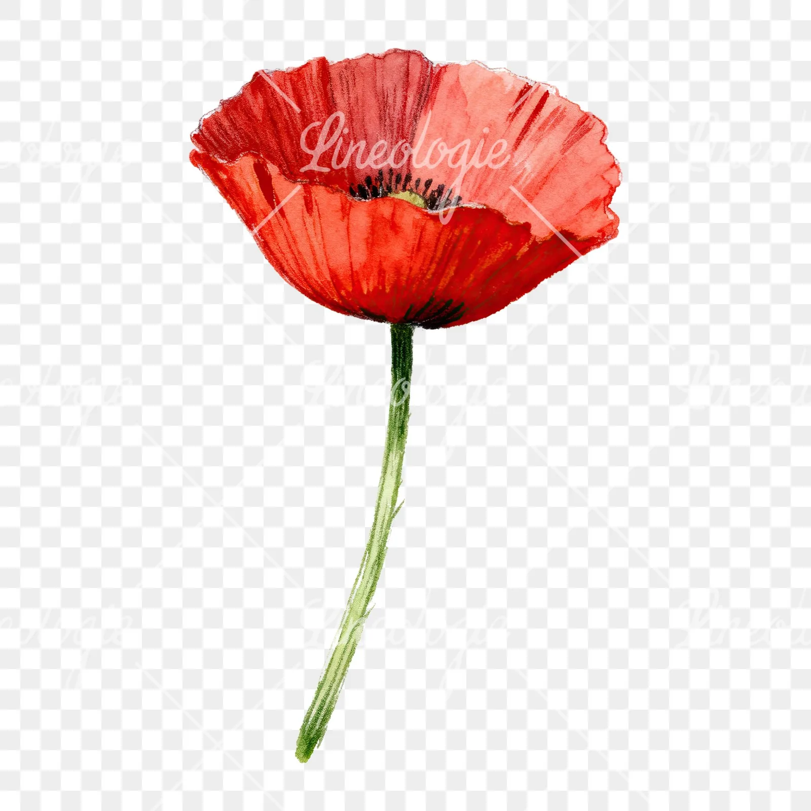 Watercolor red poppy flower with long stems clipart 4 of 7 on a transparent background (PNG)
