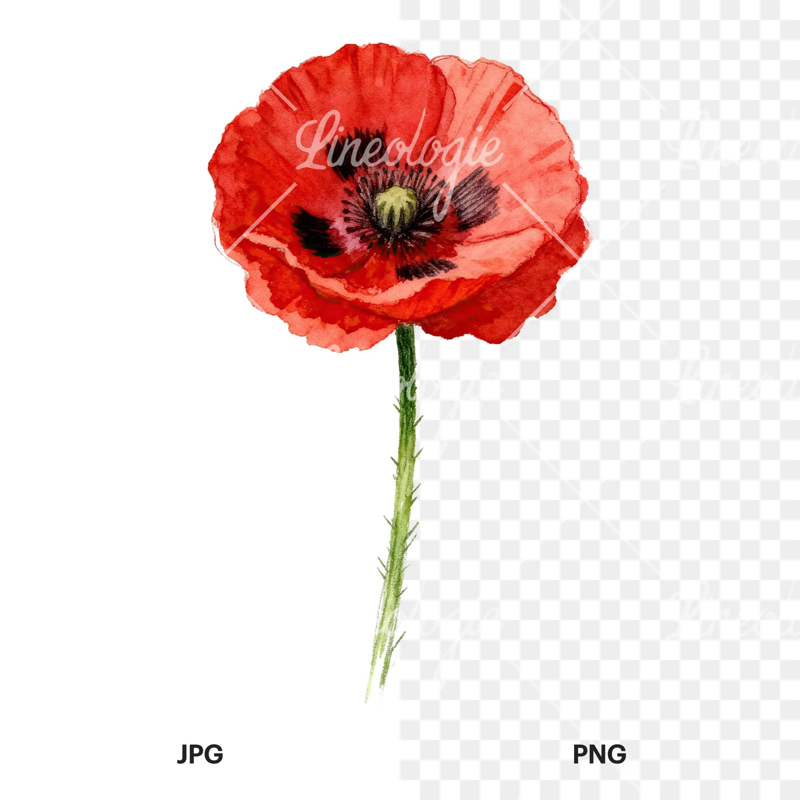 Watercolor red poppy flower with long stems clipart 5 of 7, as a JPG on white and a transparent PNG