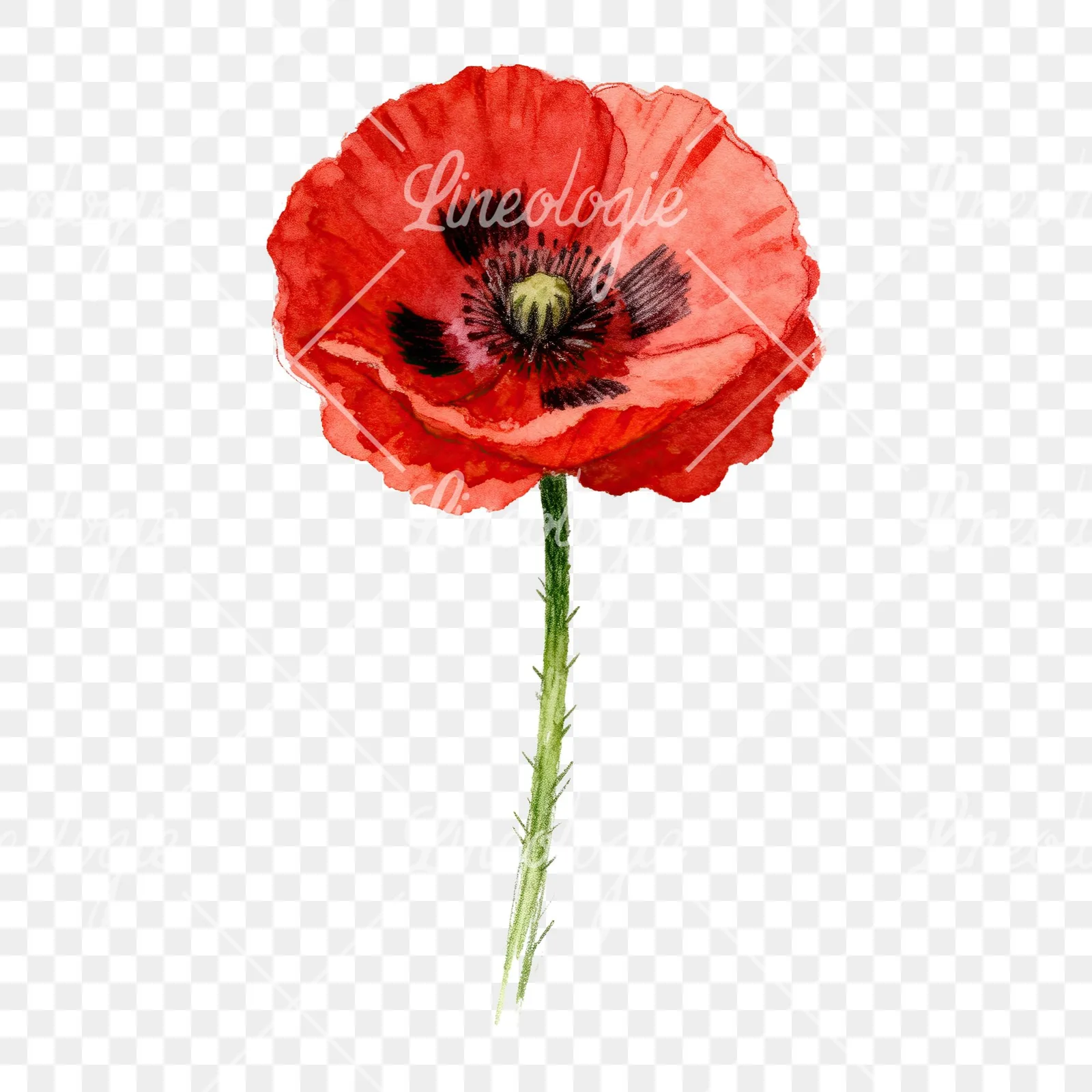 Watercolor red poppy flower with long stems clipart 5 of 7 on a transparent background (PNG)