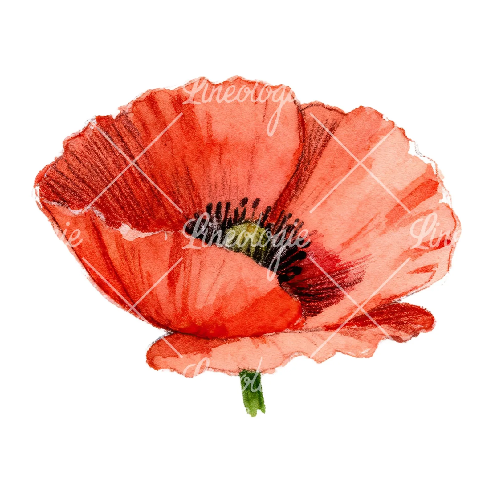 Watercolor red poppy flower with long stems clipart 6 of 7 on a white background (JPG)