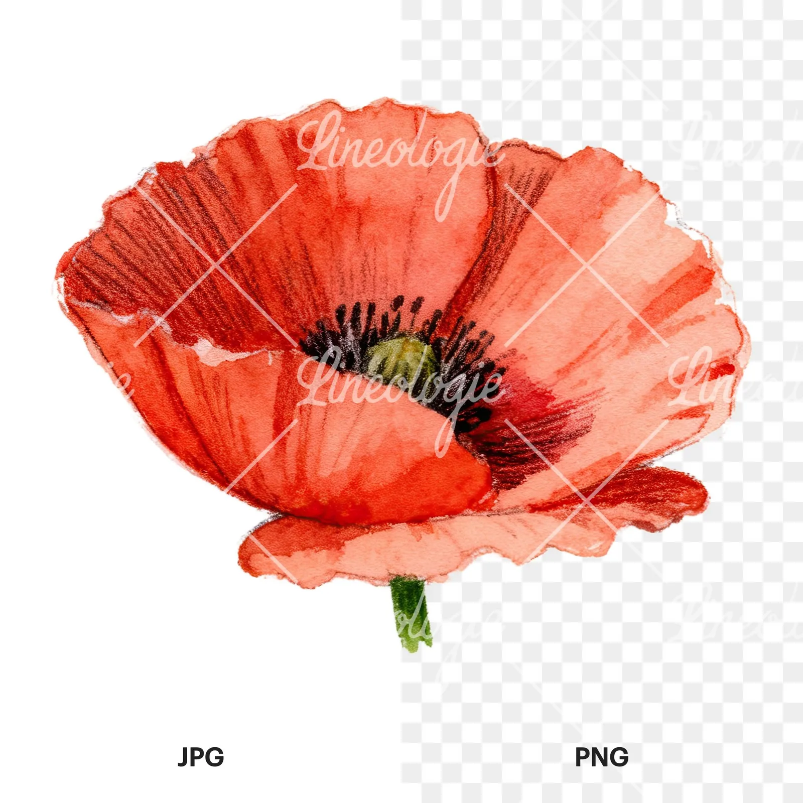 Watercolor red poppy flower with long stems clipart 6 of 7, as a JPG on white and a transparent PNG