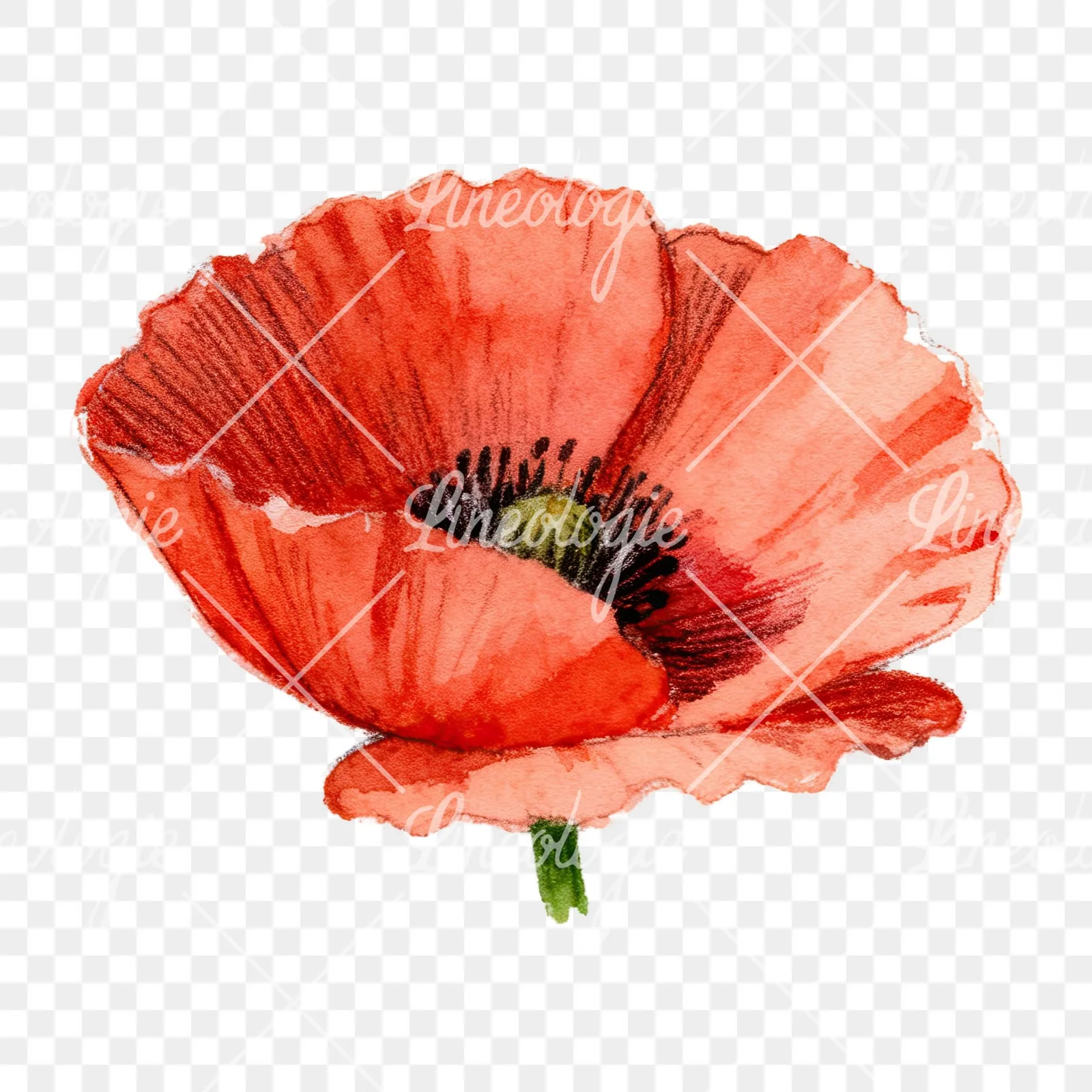 Watercolor red poppy flower with long stems clipart 6 of 7 on a transparent background (PNG)