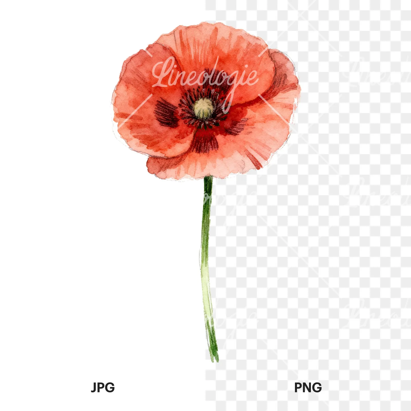 Watercolor red poppy flower with long stems clipart 7 of 7, as a JPG on white and a transparent PNG