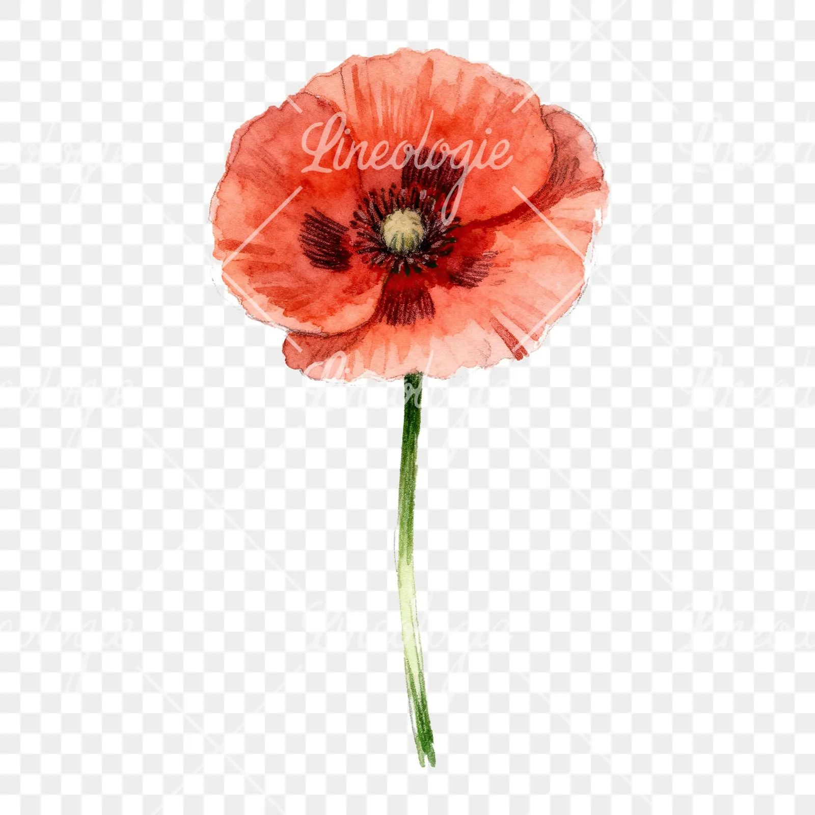 Watercolor red poppy flower with long stems clipart 7 of 7 on a transparent background (PNG)