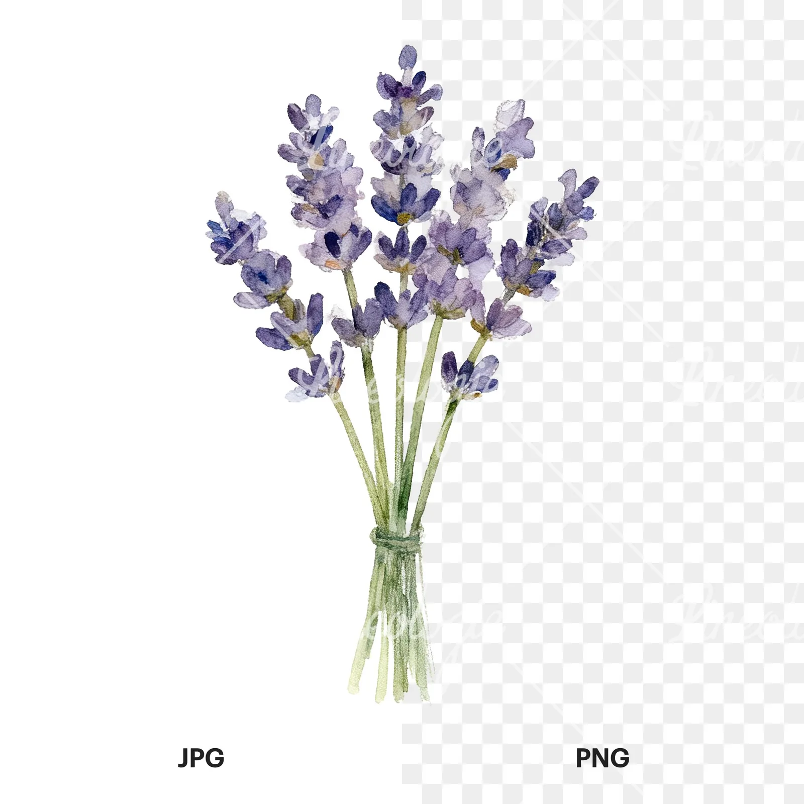 Watercolor lavender bouquet clipart 2 of 7, as a JPG on white and a transparent PNG