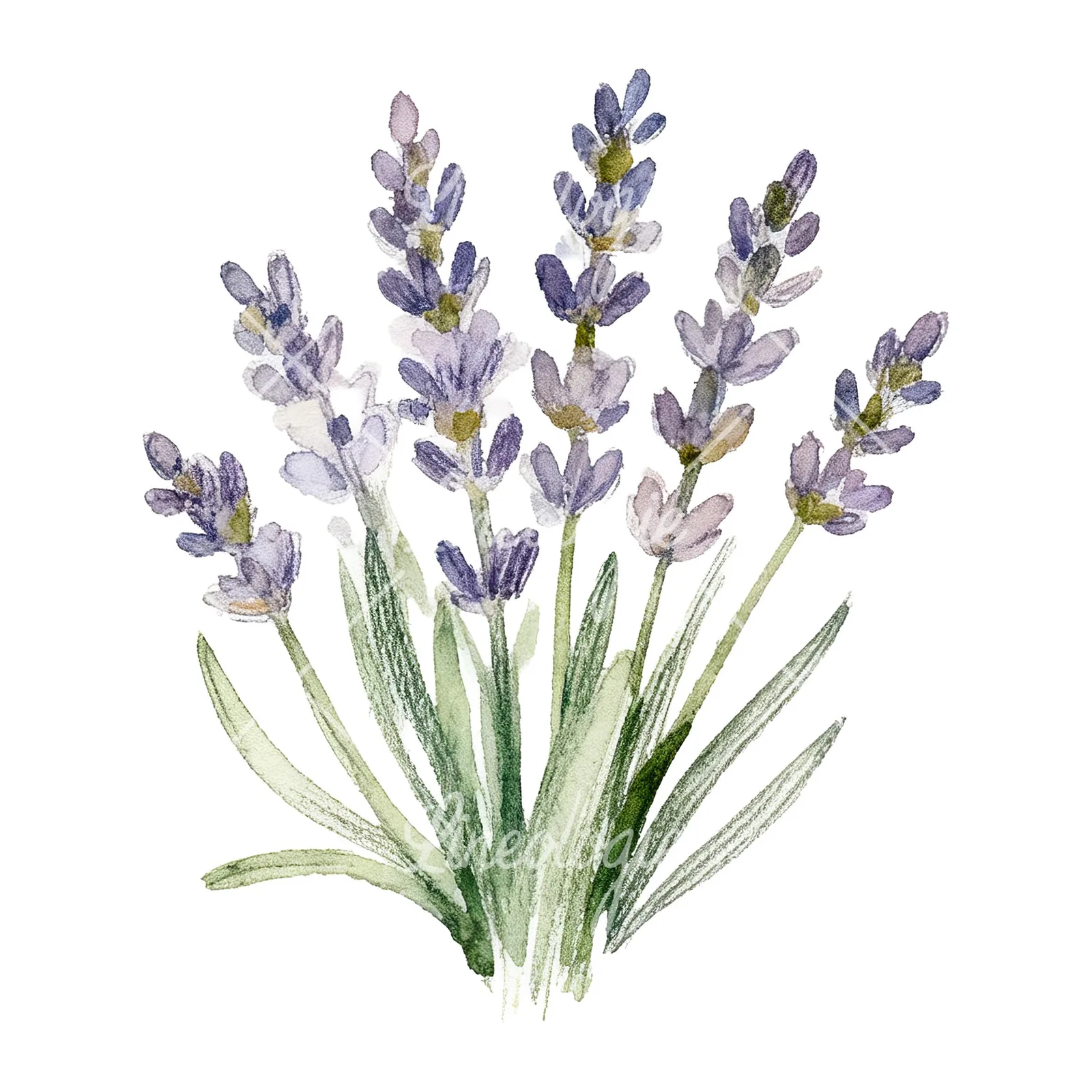 Watercolor lavender bouquet clipart 6 of 7 on a white background (JPG)