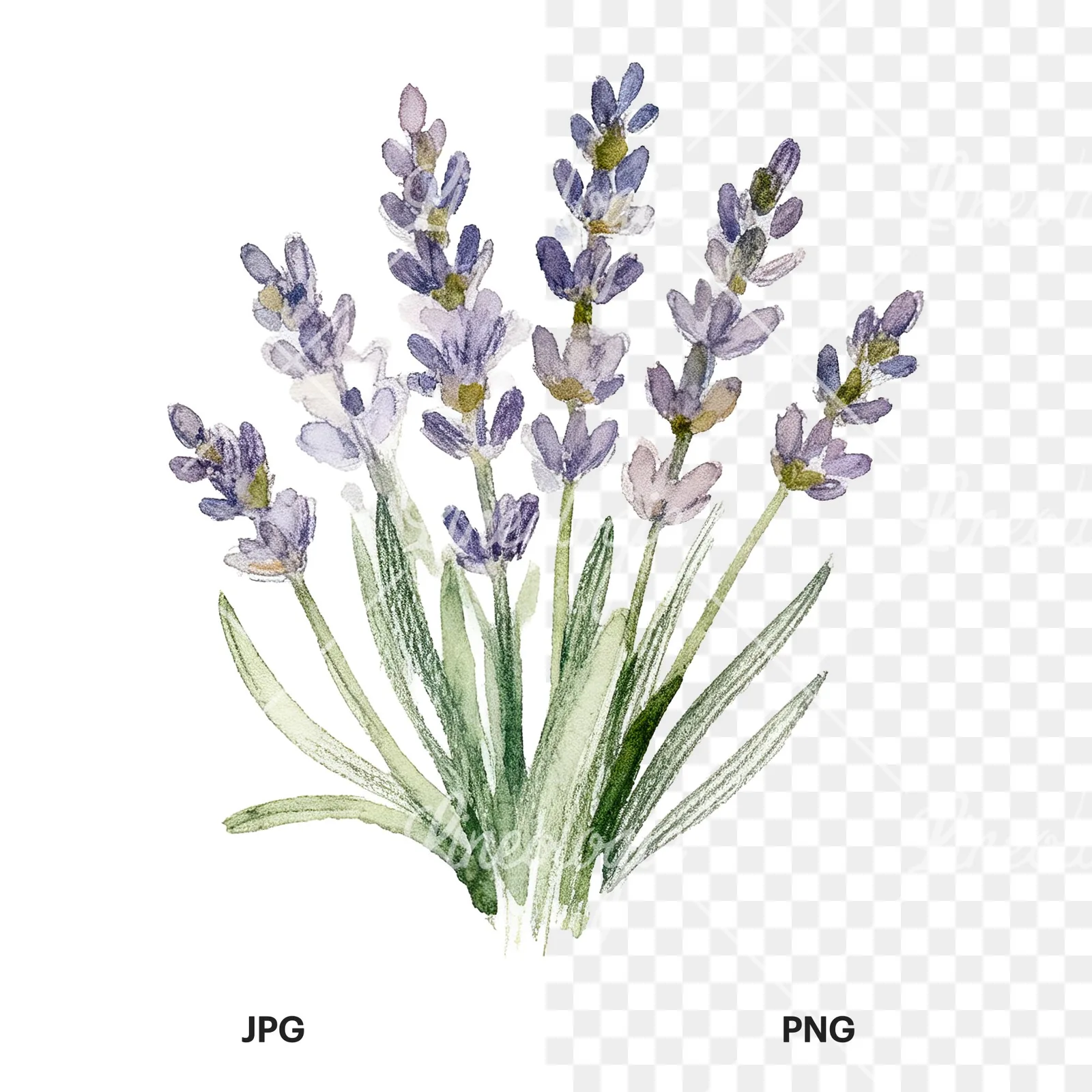 Watercolor lavender bouquet clipart 6 of 7, as a JPG on white and a transparent PNG