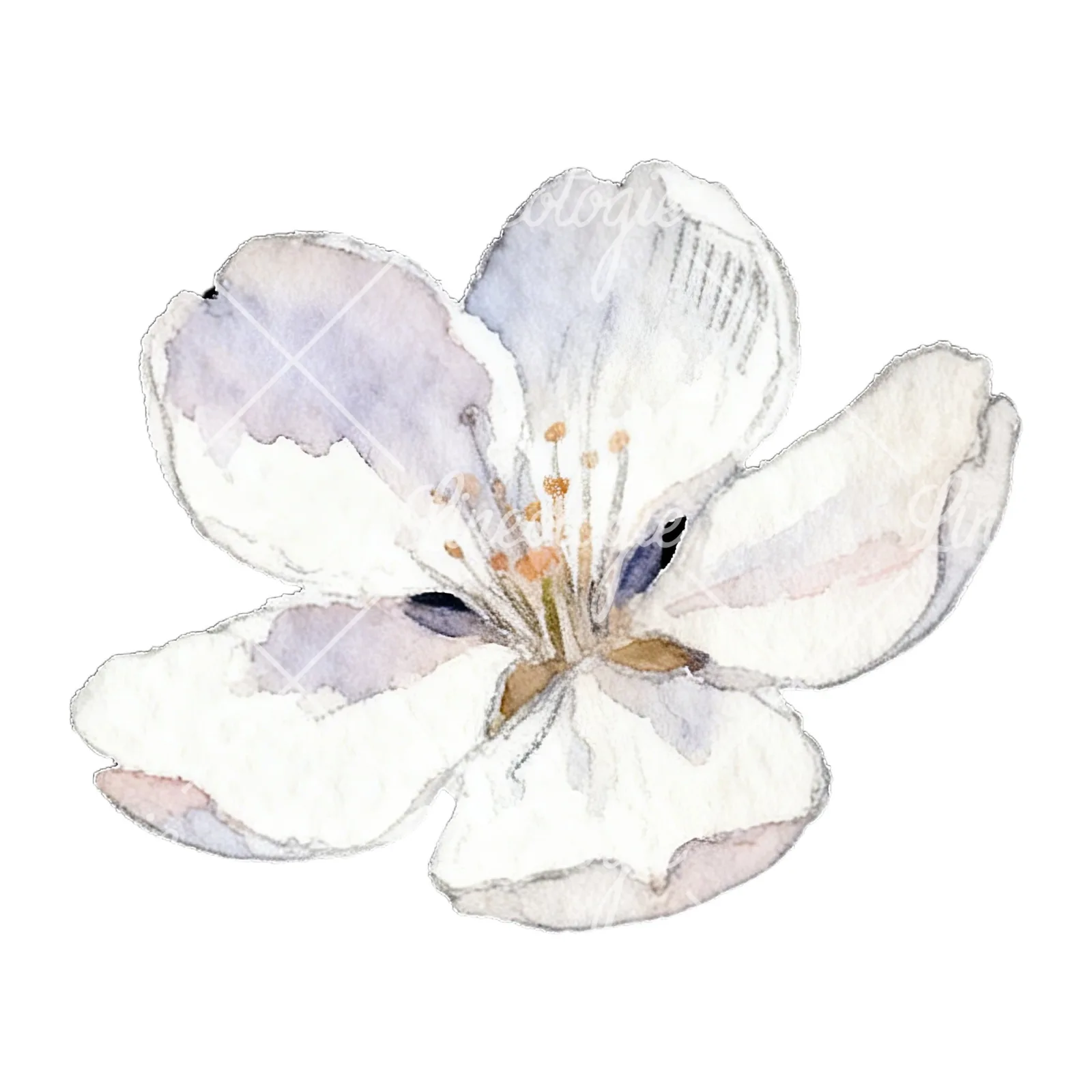 Watercolor pale pink cherry blossom clipart 1 of 8 on a white background (JPG)