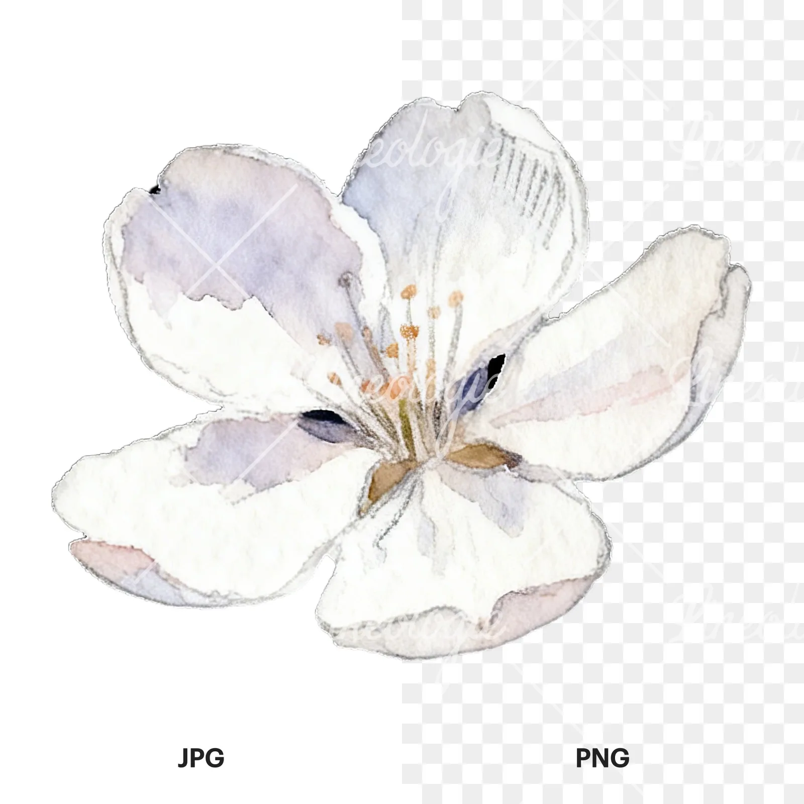 Watercolor pale pink cherry blossom clipart 1 of 8, as a JPG on white and a transparent PNG