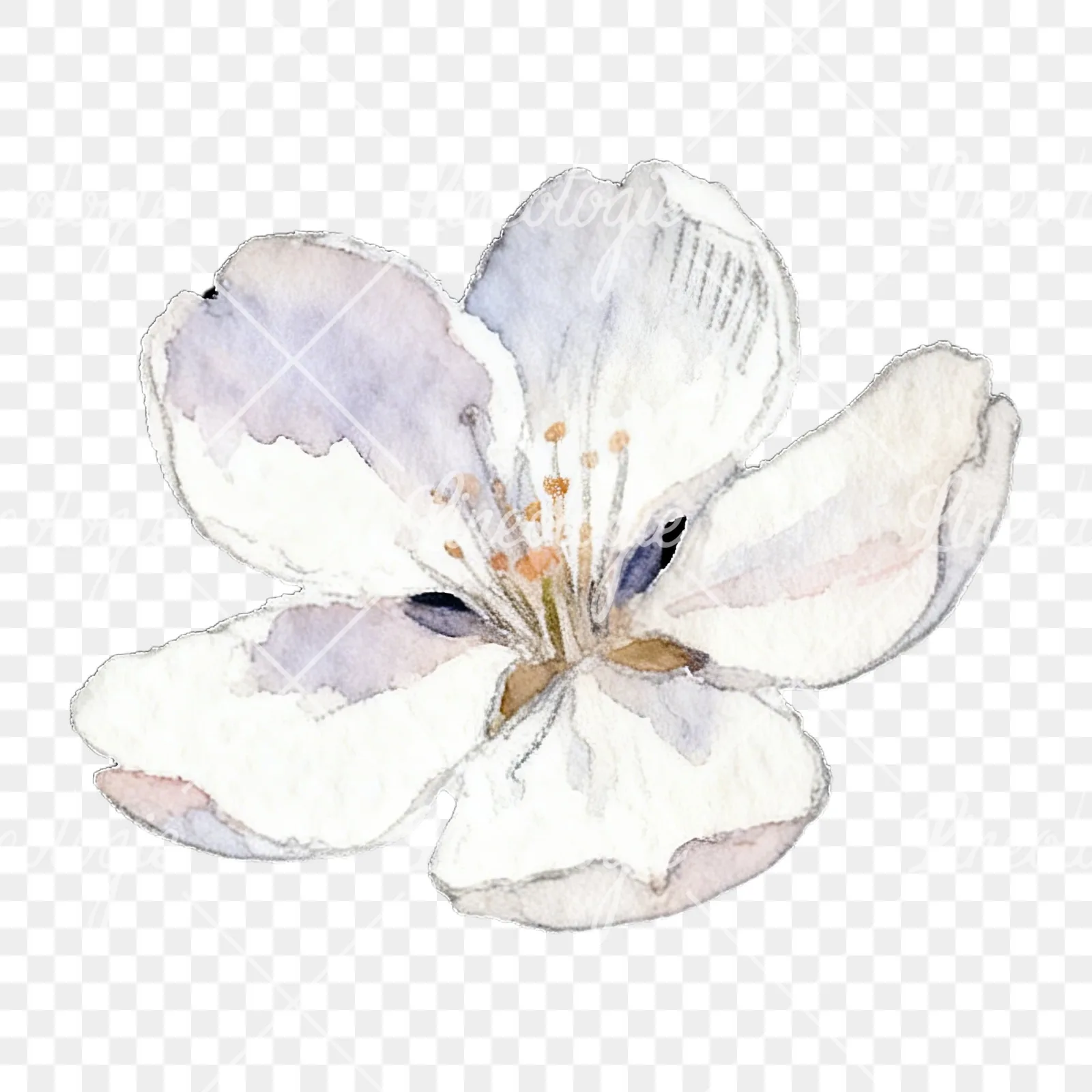 Watercolor pale pink cherry blossom clipart 1 of 8 on a transparent background (PNG)